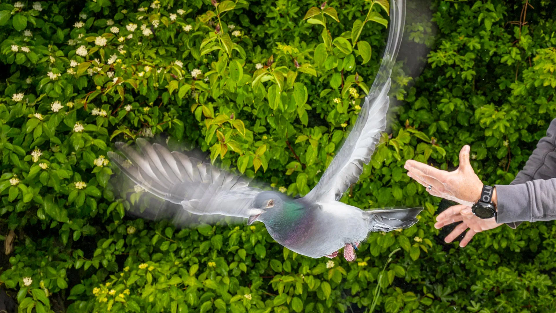 A Liver Compass May Guide Pigeons Home