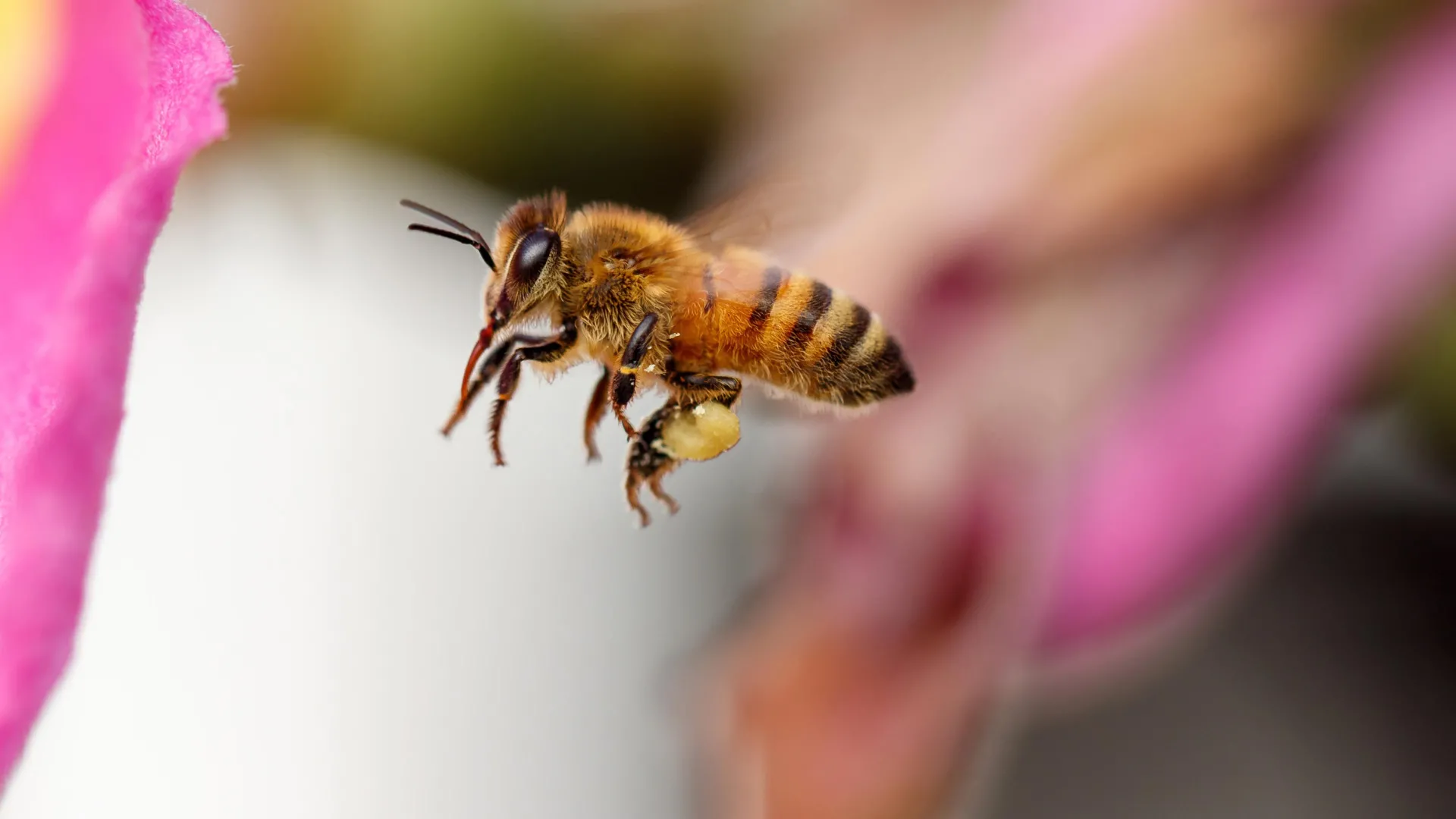 Honey Bees Navigate With Precision
