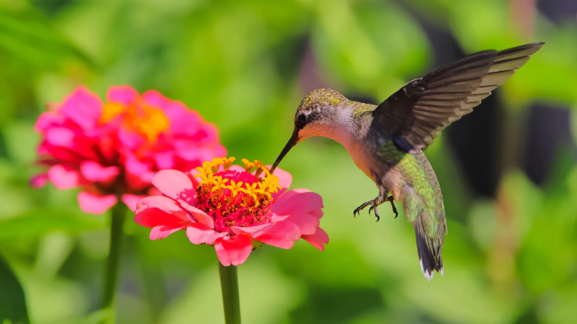 Bees and Hummingbirds Are Drinking Alcohol