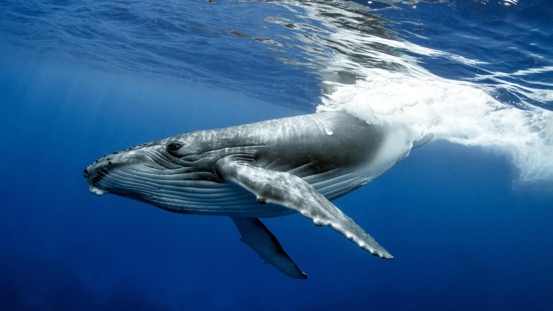 Humpback Whales Crossed Entire Oceans