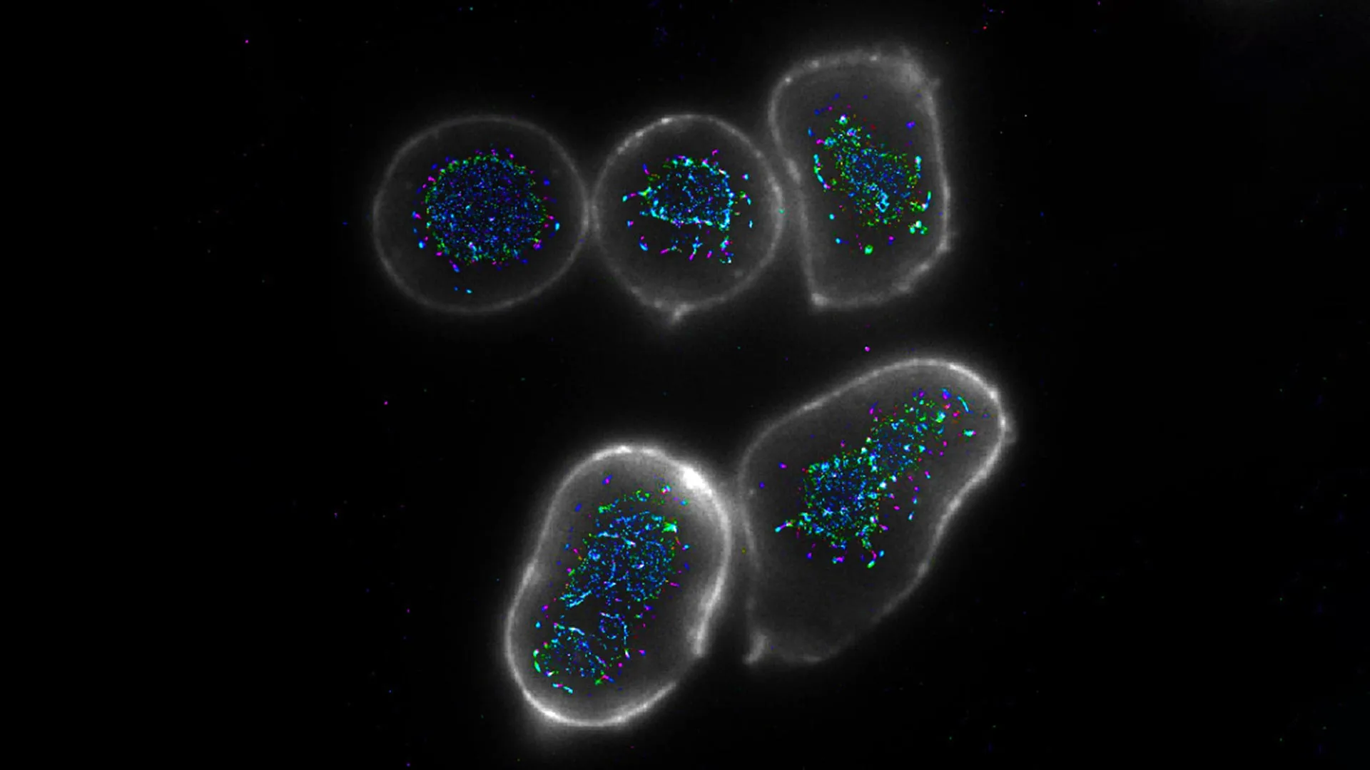 New Antibodies Boost Cancer Immunity