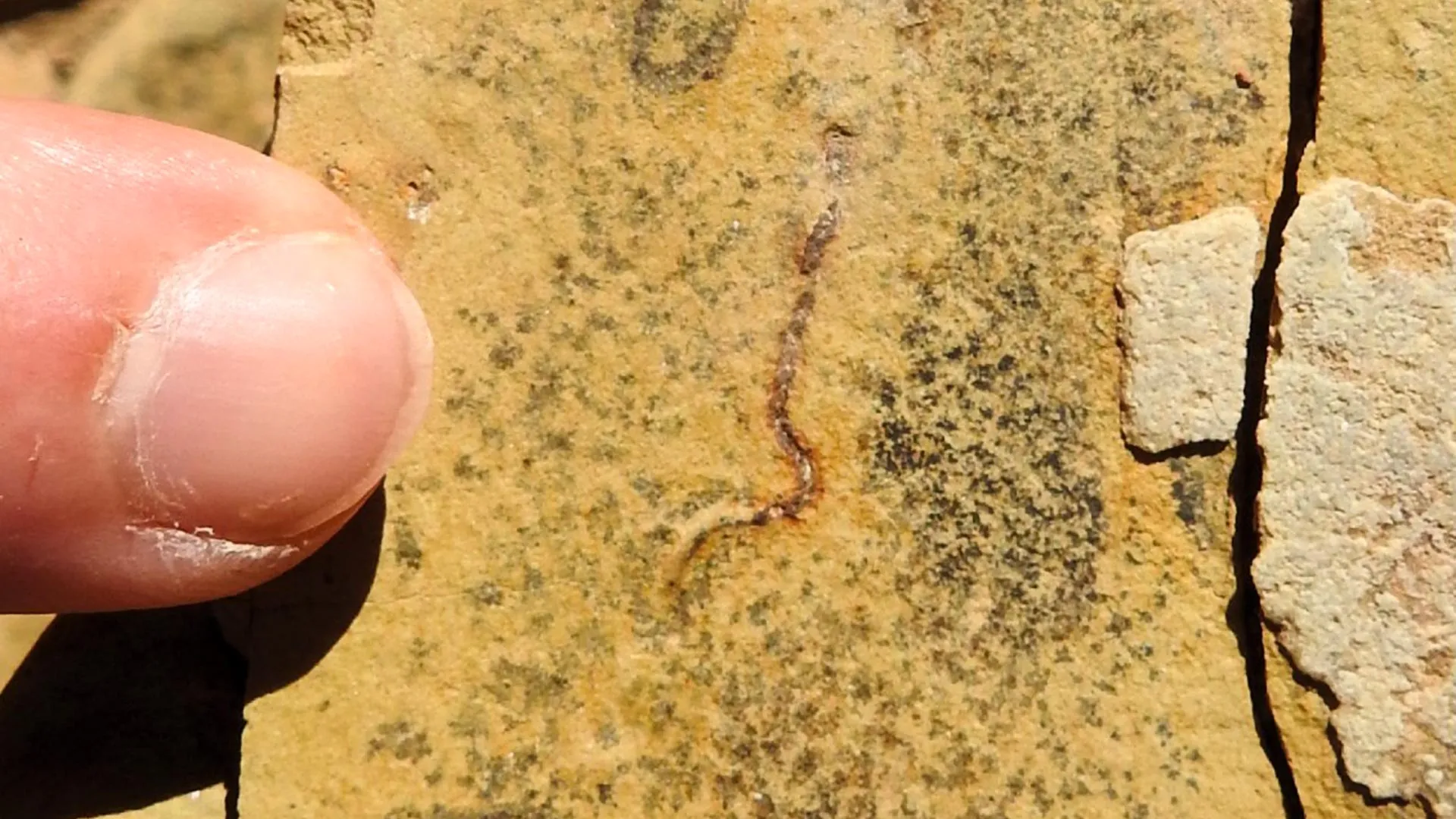 Earth’s Earliest Animals Questioned