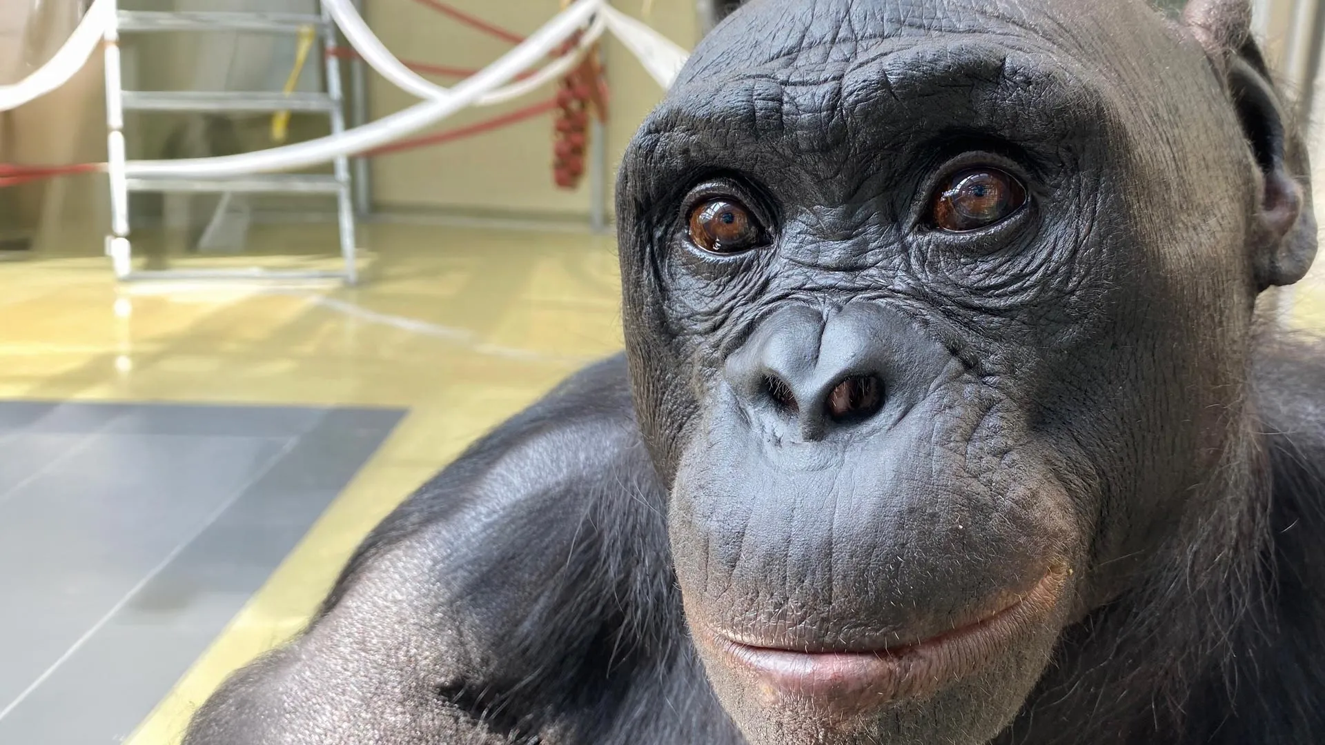 Scientists Find Imagination in Apes