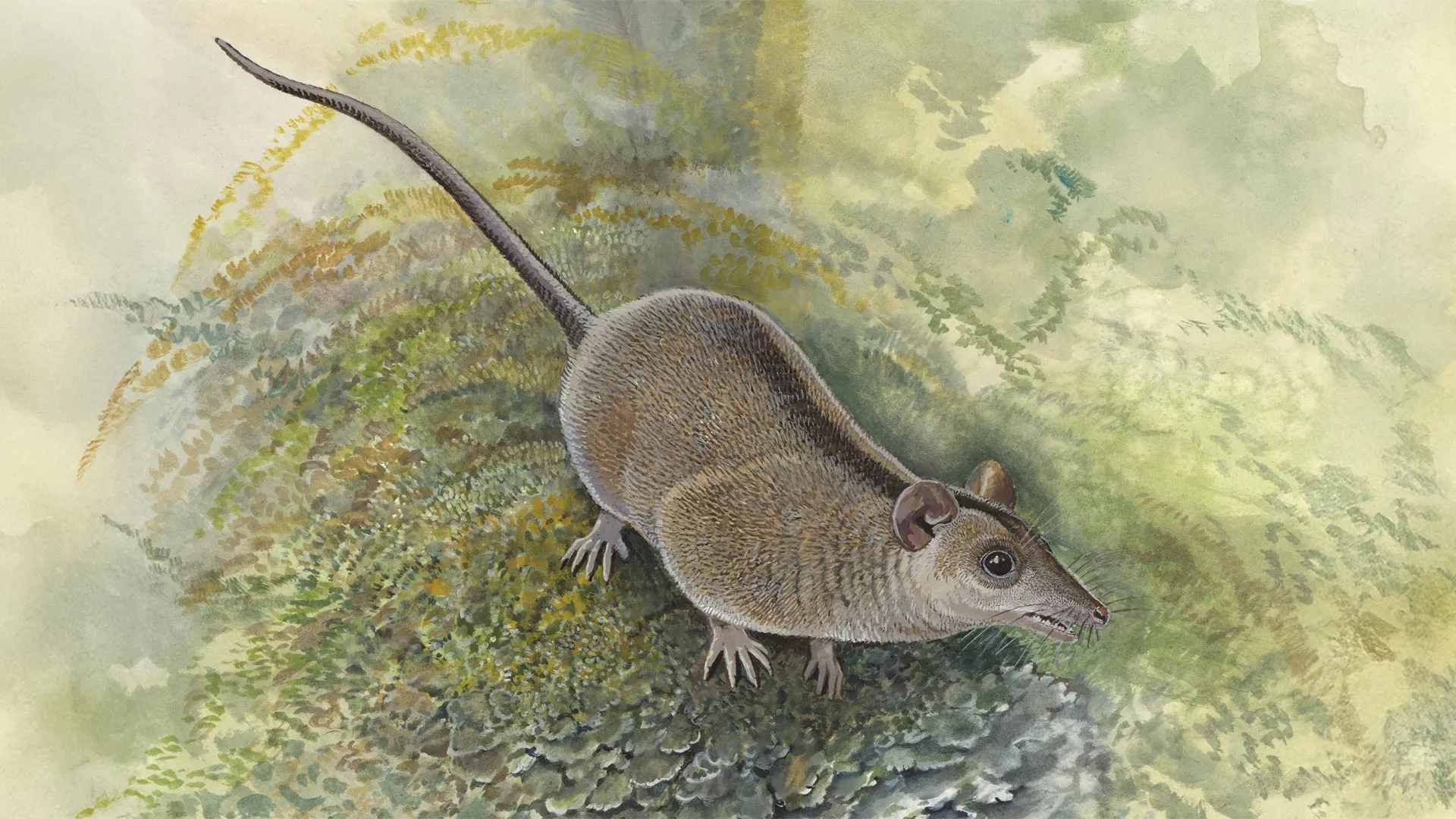 Lost Marsupial Lineage Finally Found