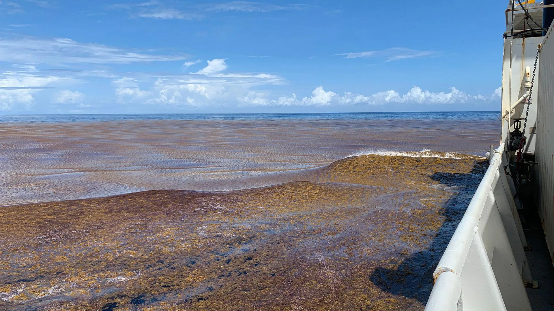 AI Reveals a Global Algae Boom