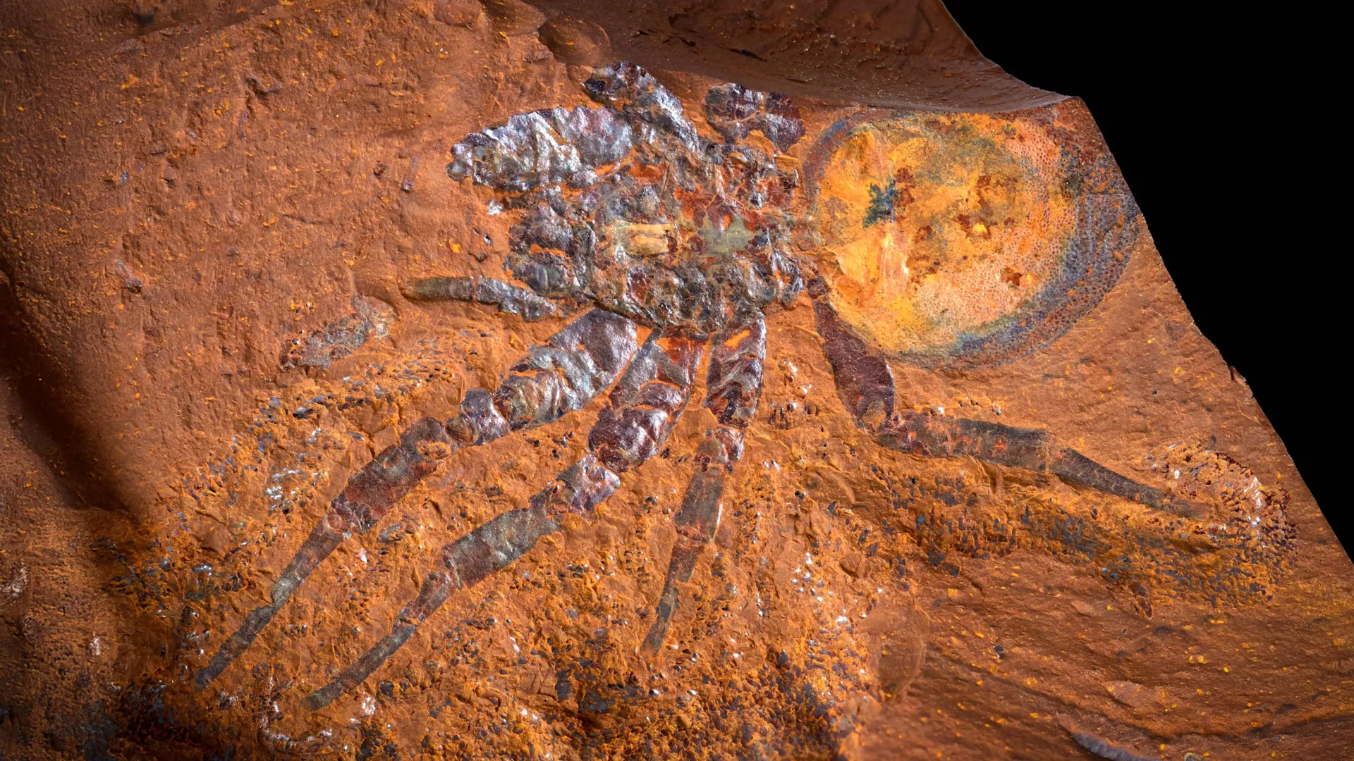 Scientists Find Perfect Fossils in Rust