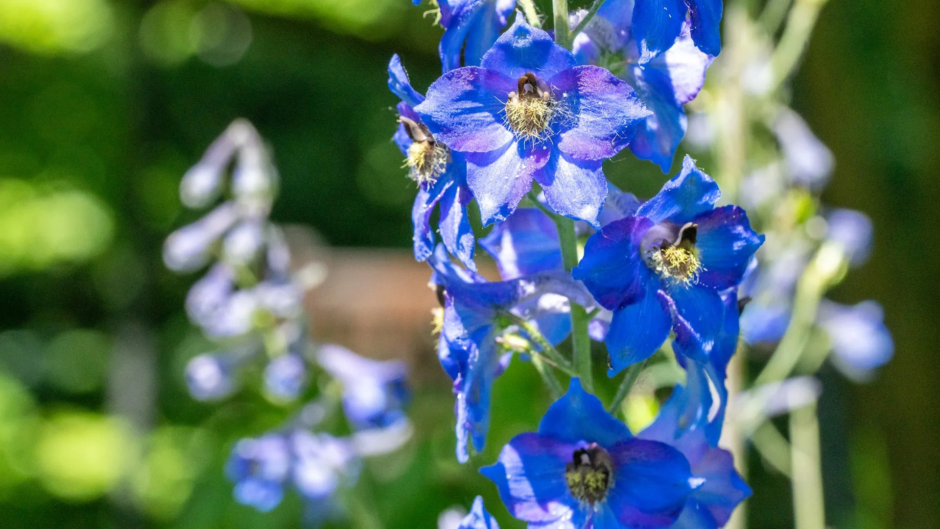 Deadly Flowers Could Inspire New Medicines