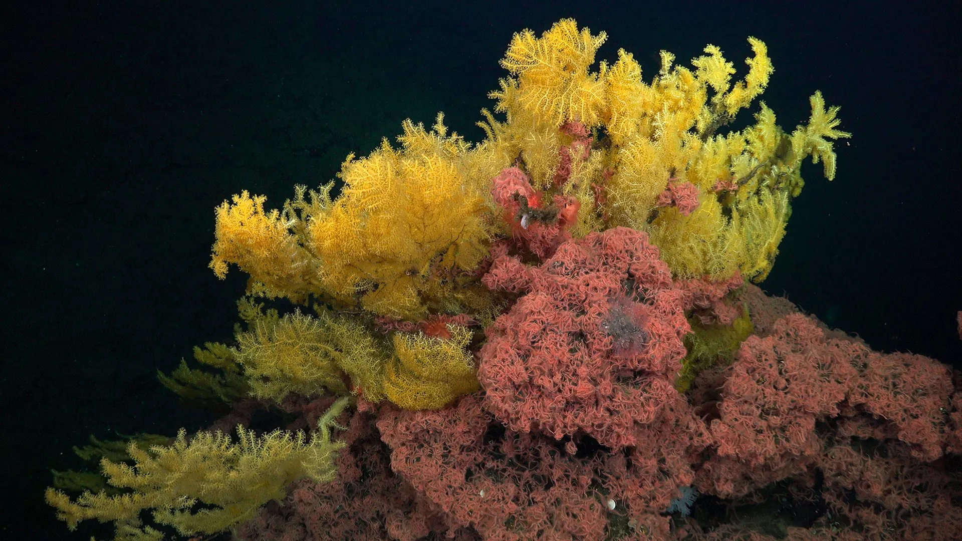 Descubren un nuevo tipo de coral en el océano