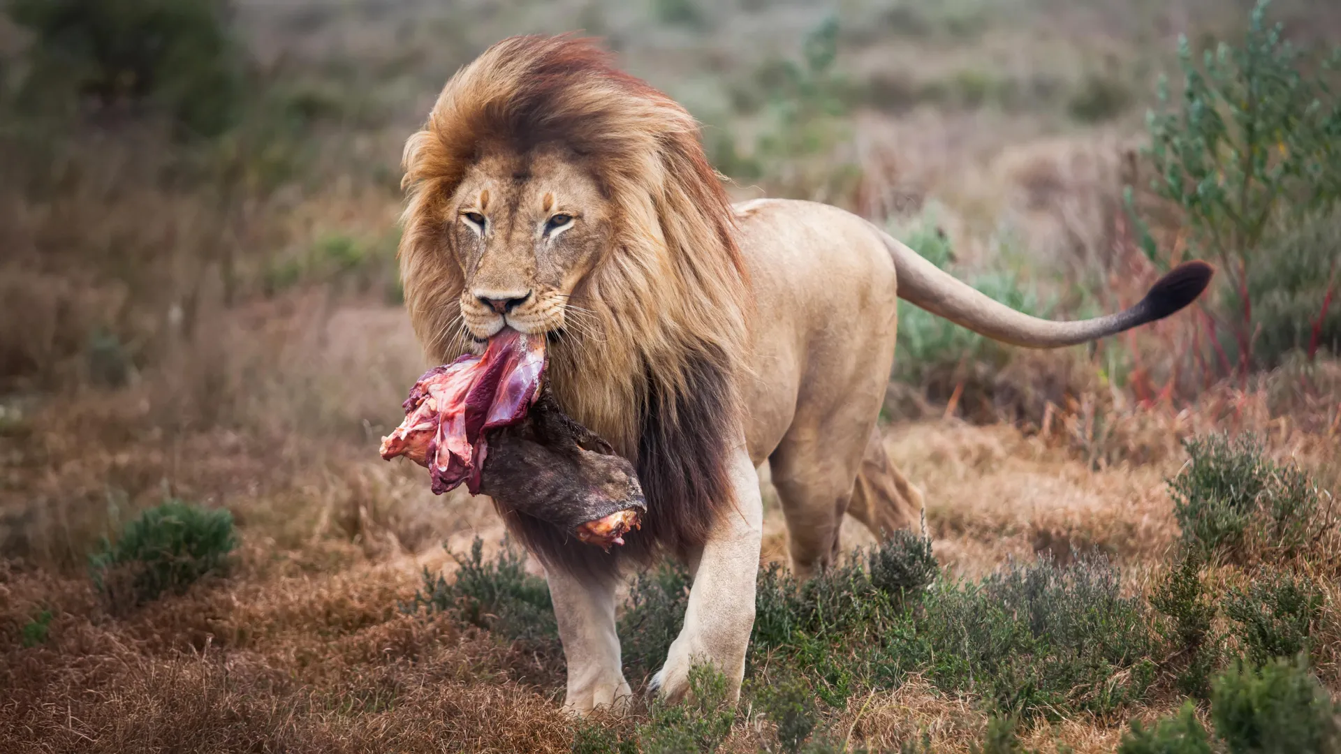 Feeding Change Brings Out Lions’ Wild Side