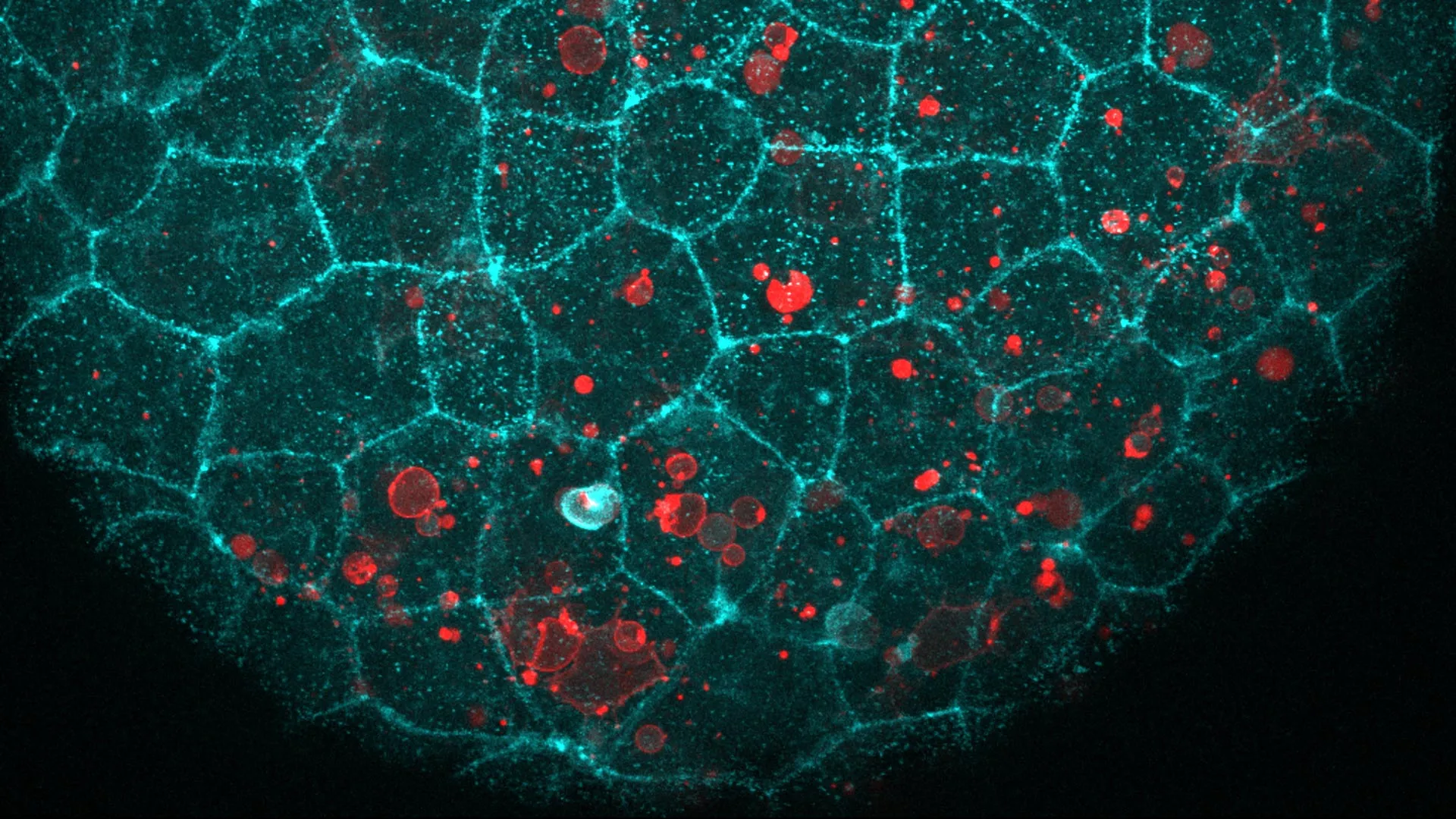 Cellular Glue Has a Hidden Cleanup Job