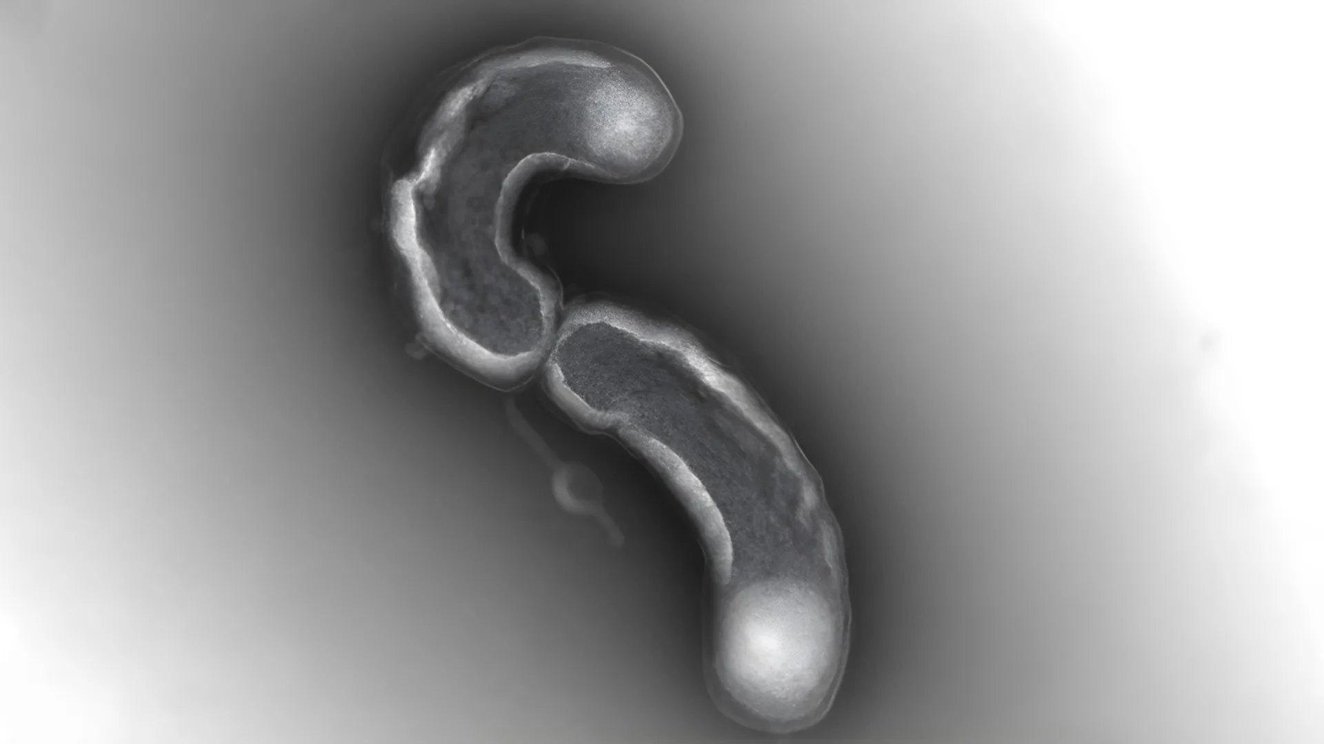 An Abundant Lifeform Has a Fatal Flaw