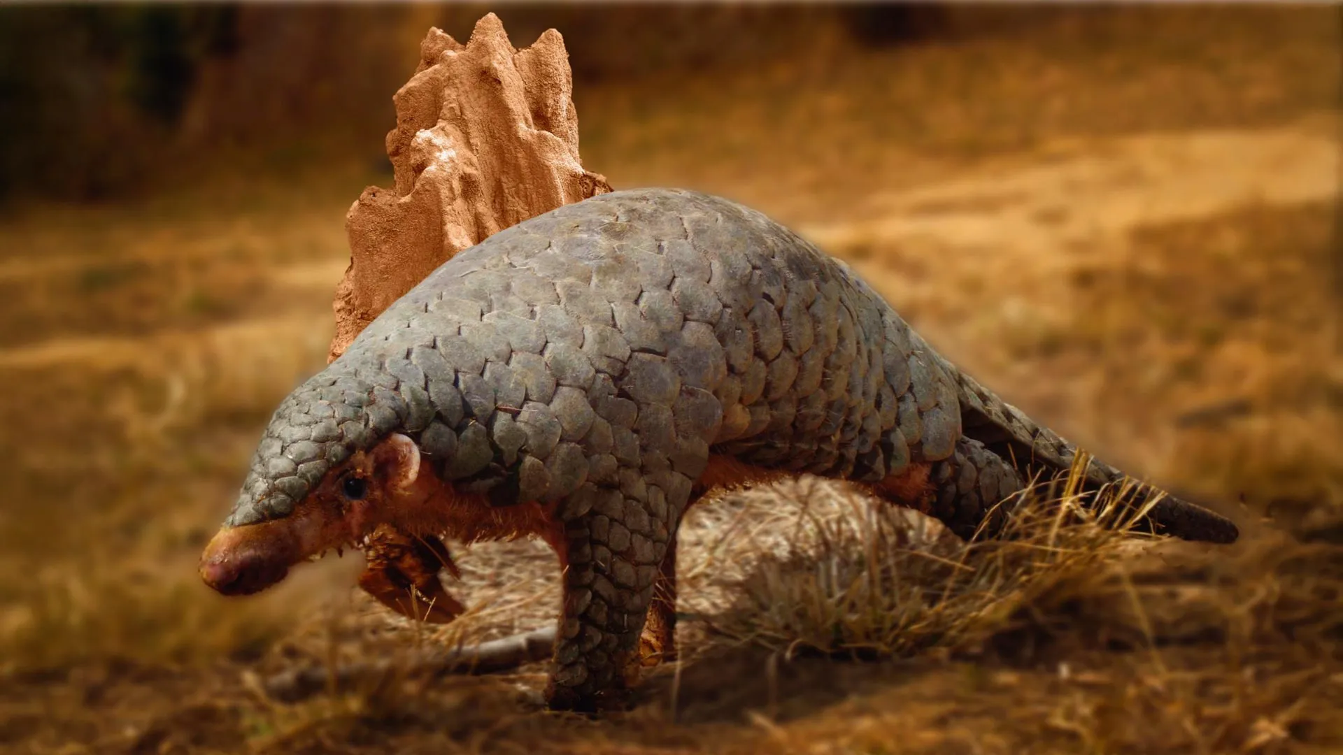 DNA Reveals a Hidden Pangolin Species