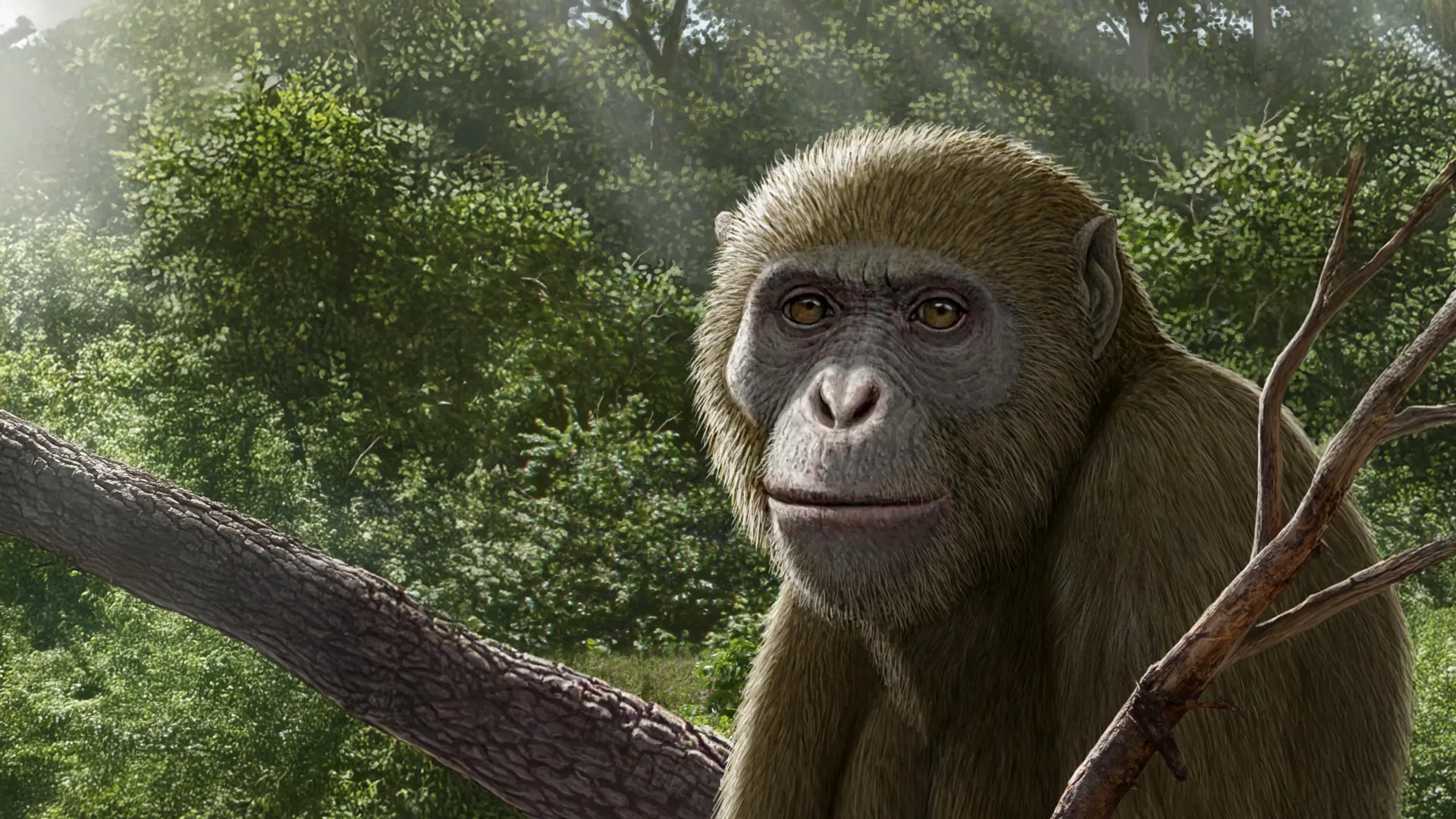 Fossil Ape Rewrites Human Origins Story