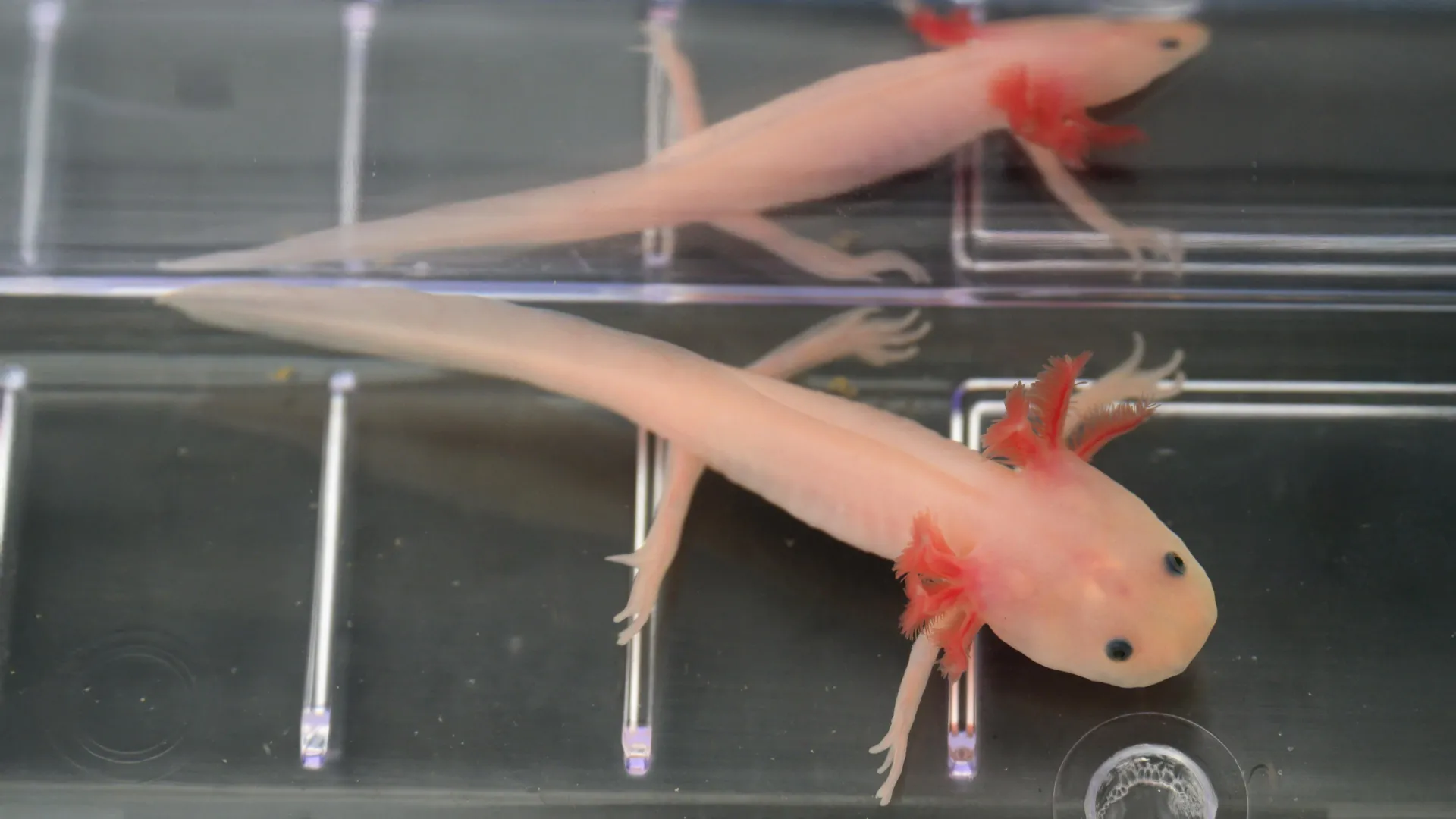 The Secret to Regrowing Limbs