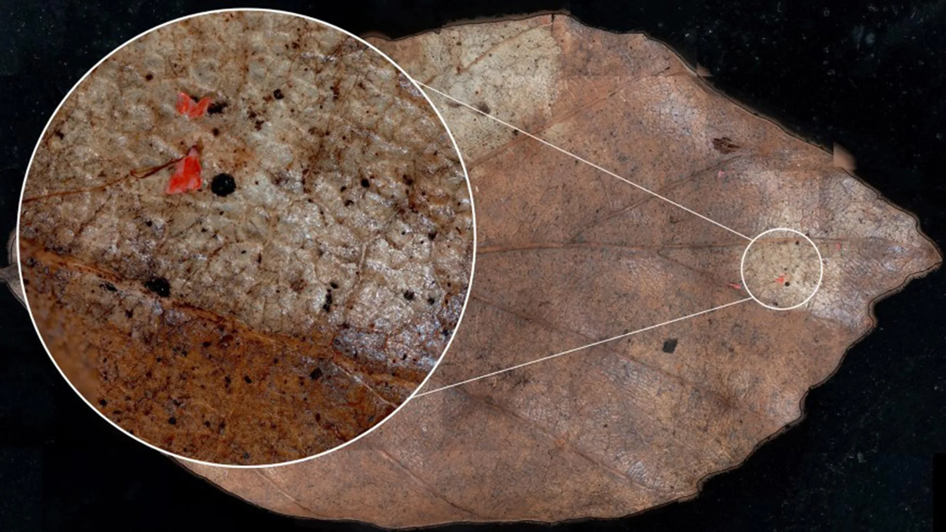 Microplastics Are Falling Into Forests