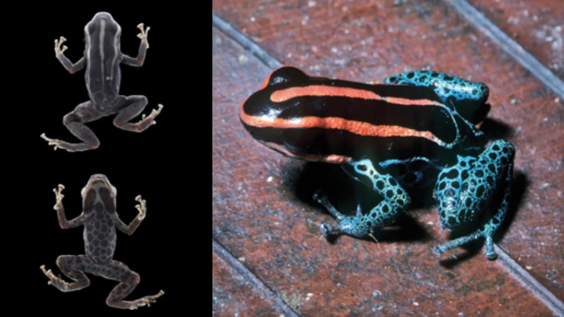 Poison Frog Fooled Scientists for Decades