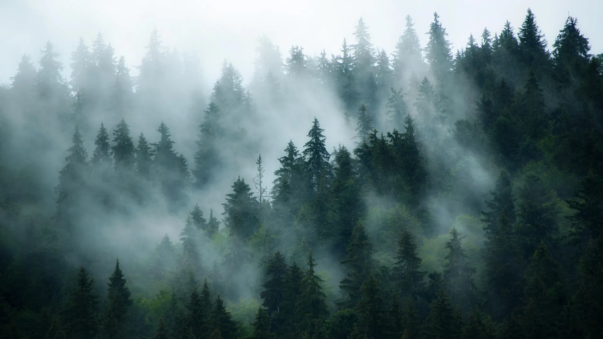 How Nitrogen Pollution Changes Forests