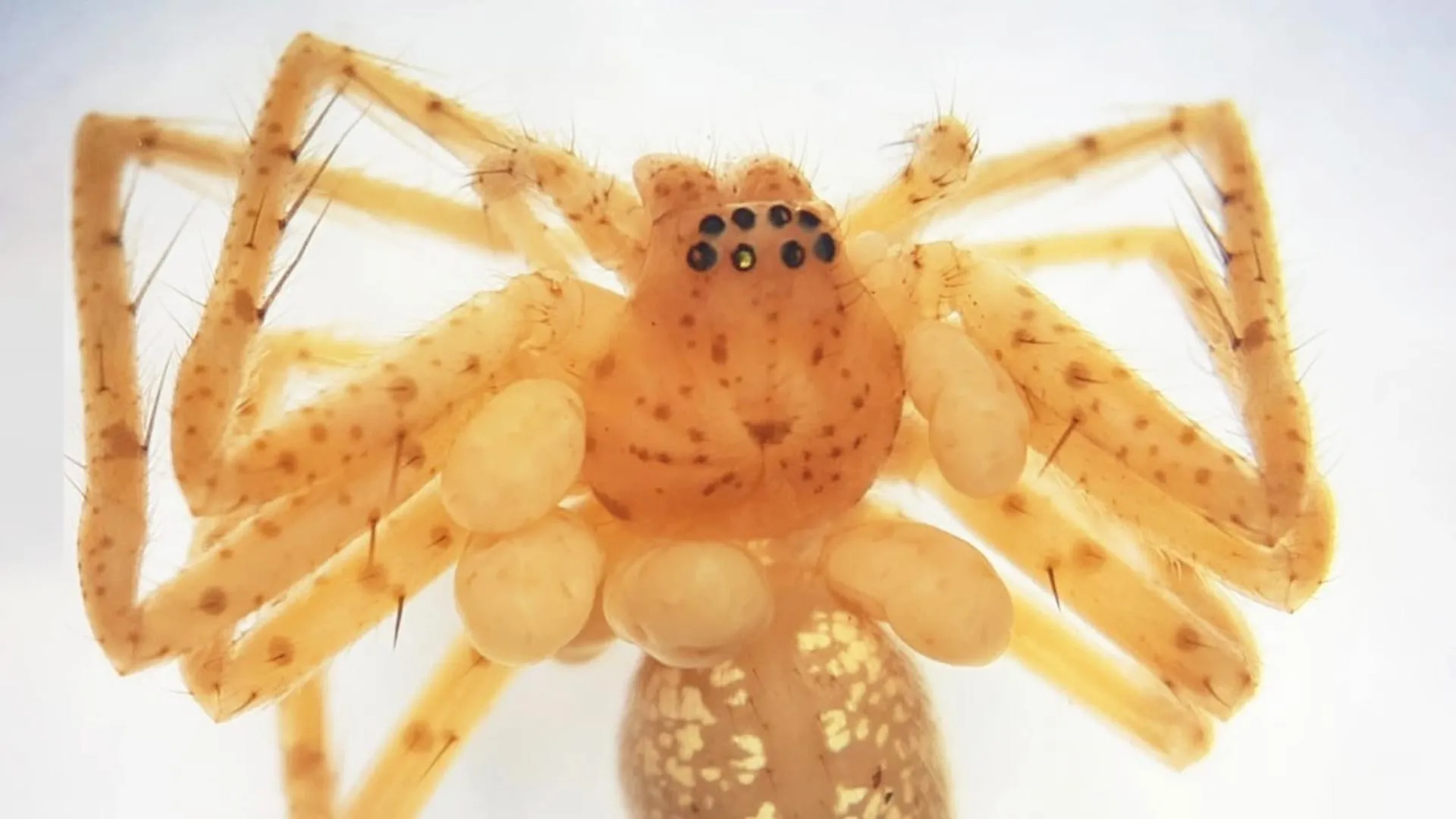 This Spider’s Pearl Necklace Is Alive