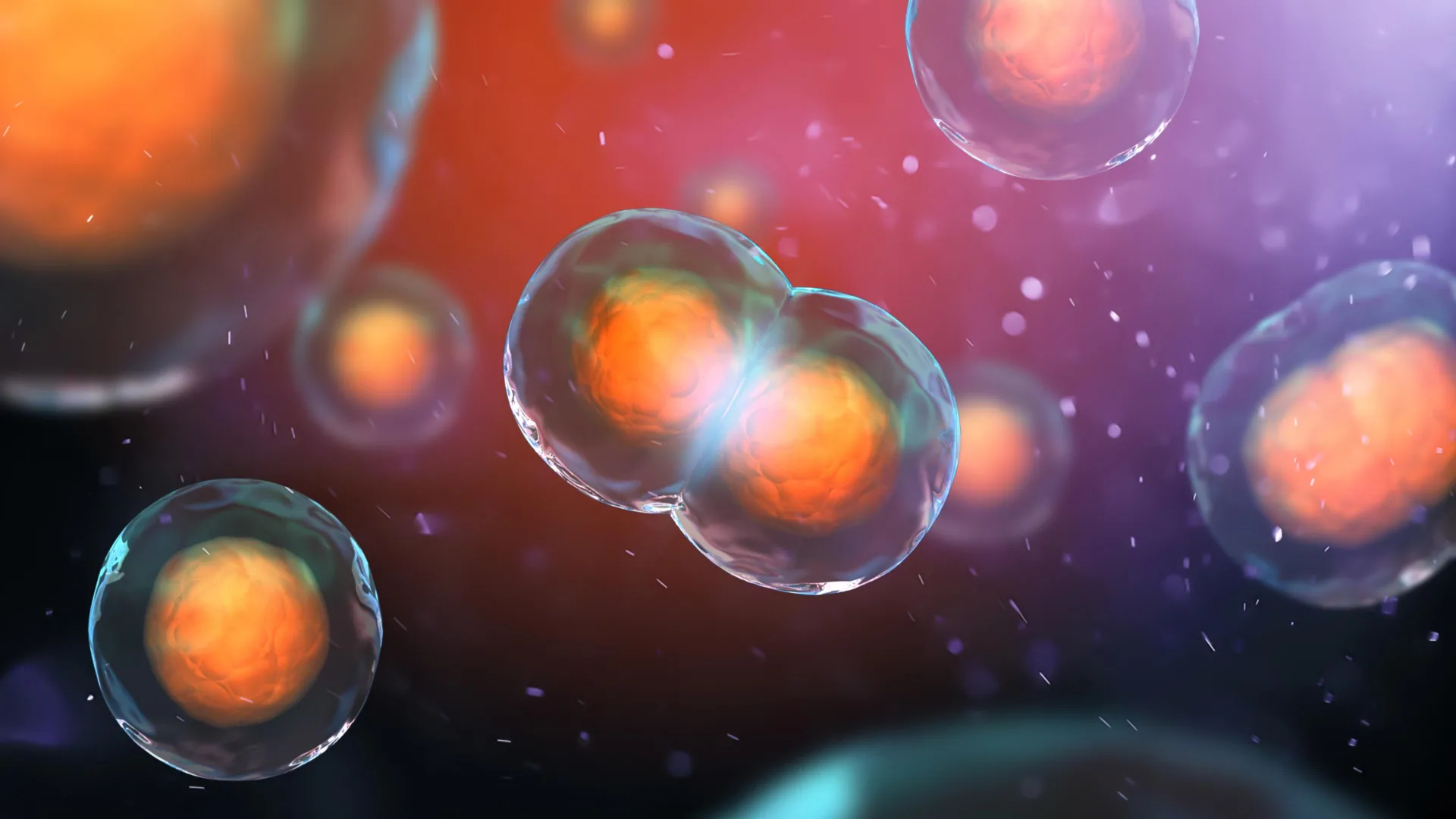 Why Some DNA-Doubled Cells Survive
