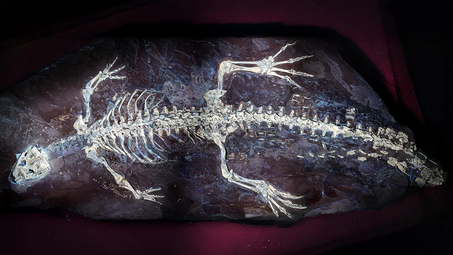 125-Million-Year-Old Crocodile Secrets
