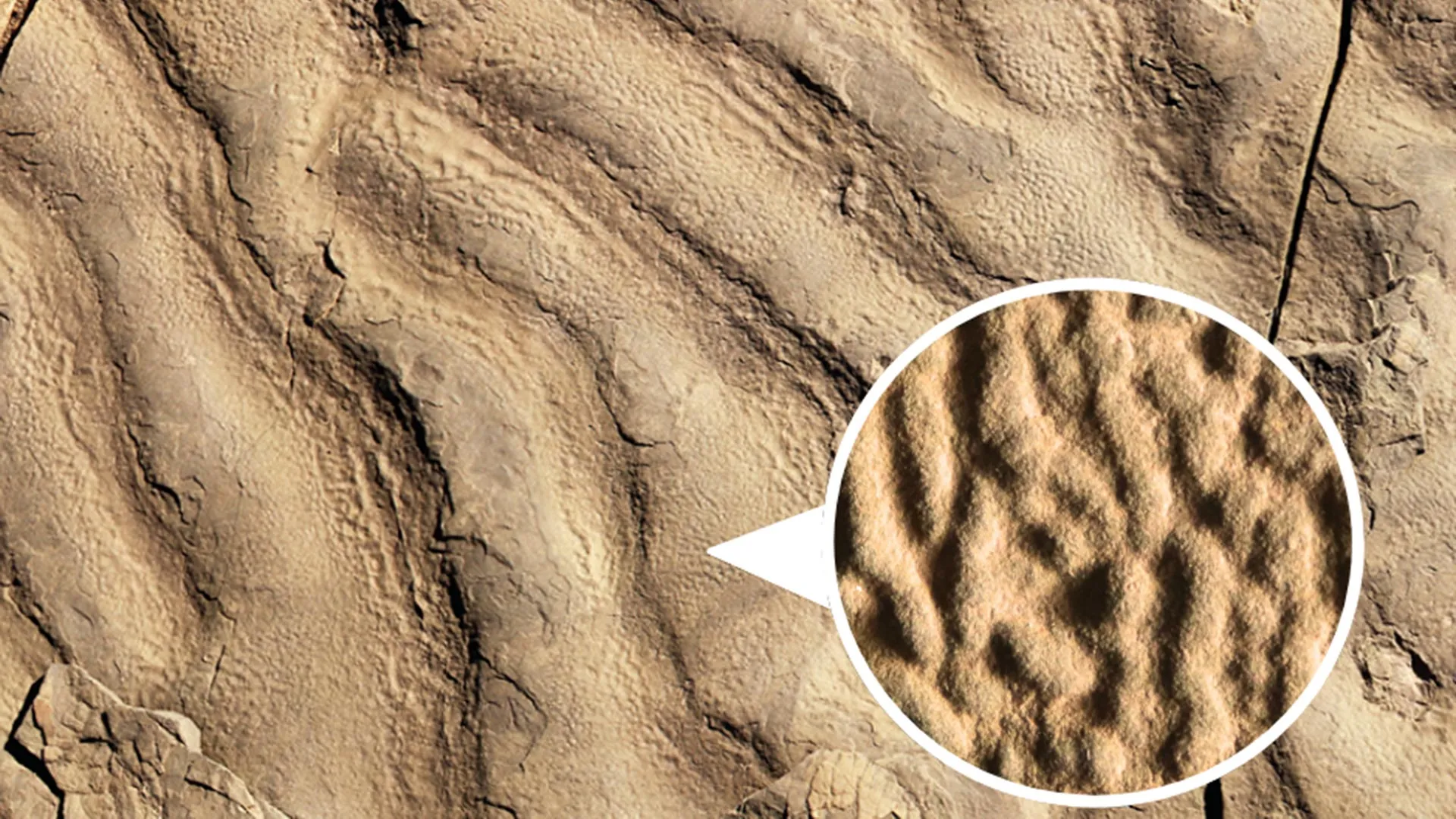 Wrinkled Rocks May Hide Ancient Life