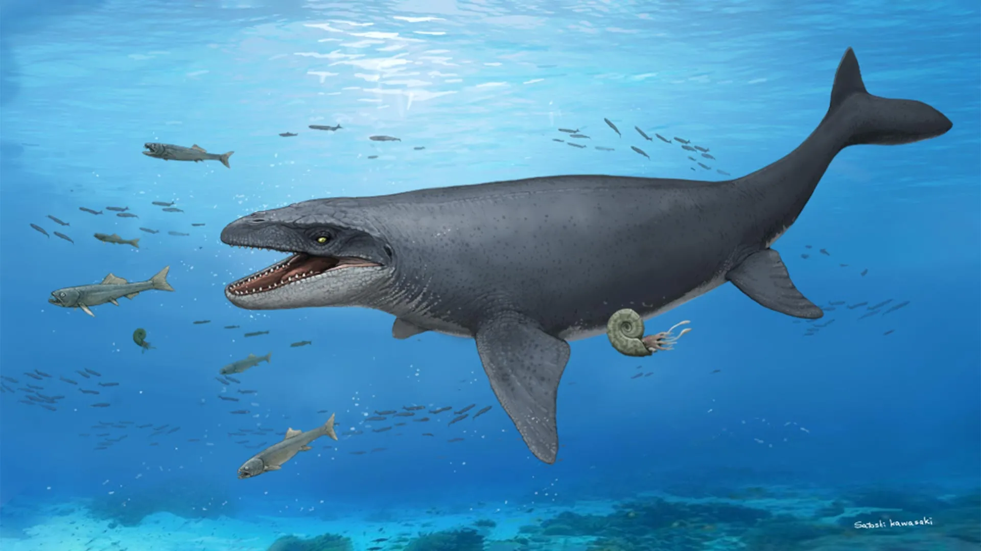 Hidden Mosasaur Bones Hint at New Species