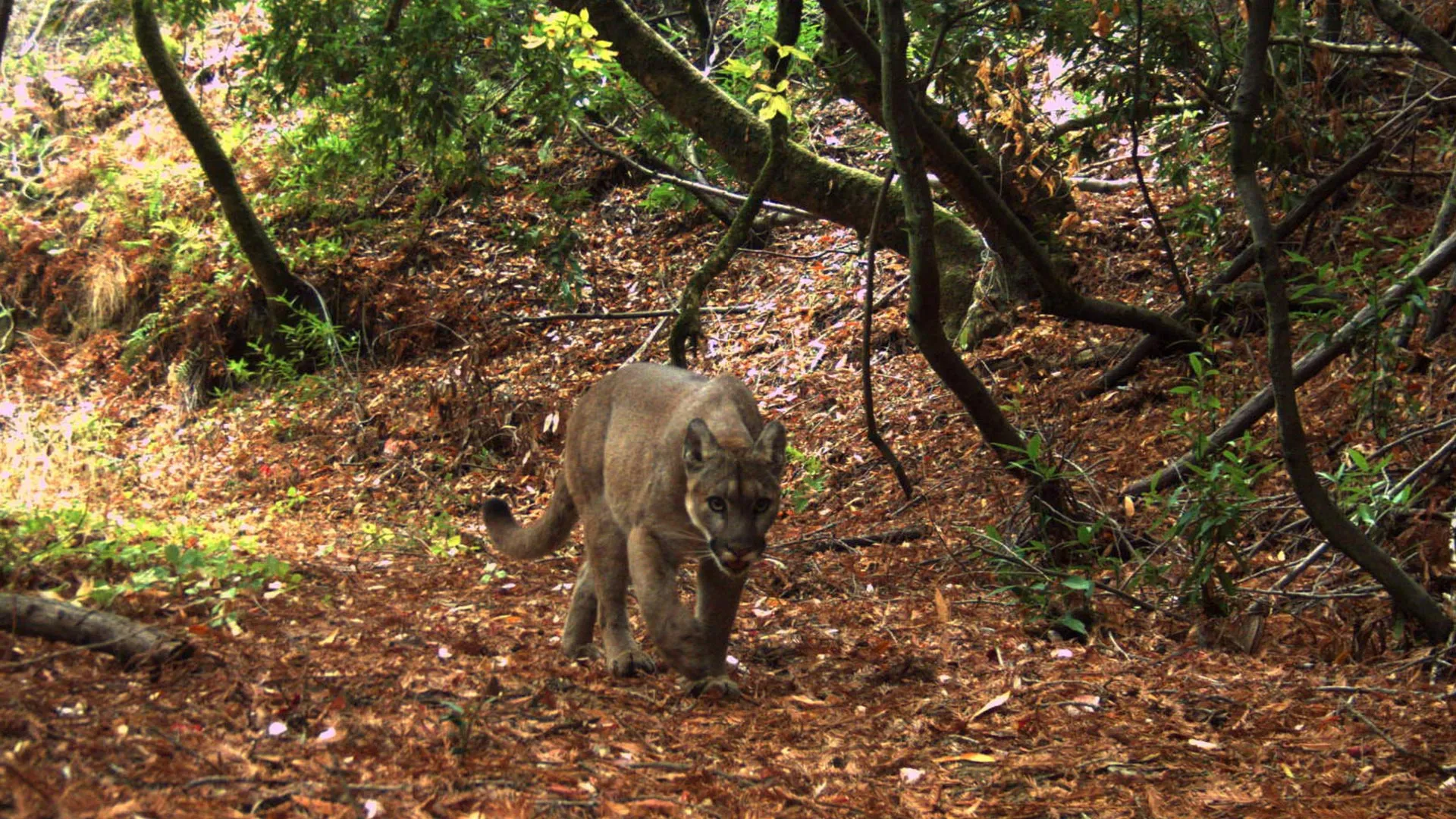 A Few Mountain Lions Changed an Ecosystem