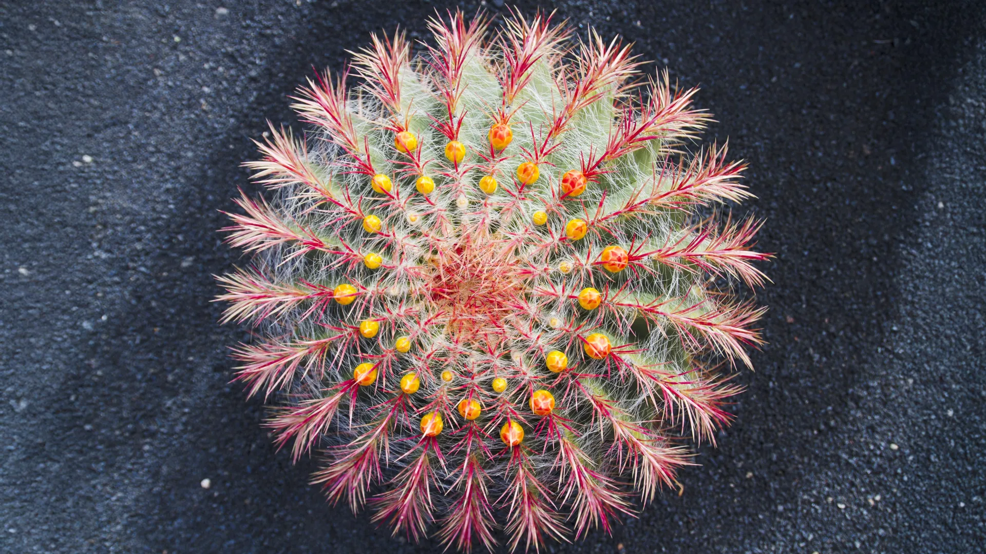 Cacti Are Evolving Shockingly Fast