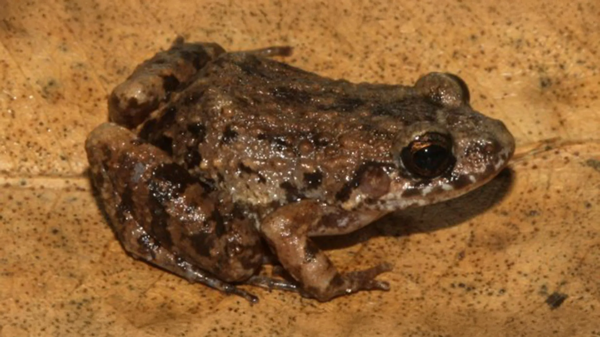 Mysterious New Frog Hiding in the Amazon