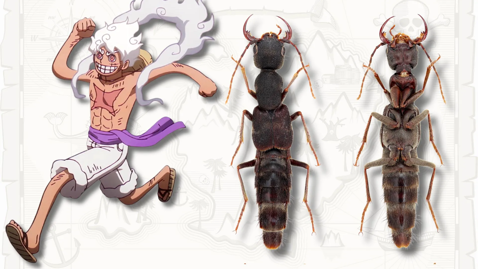 New Beetles Named After Luffy