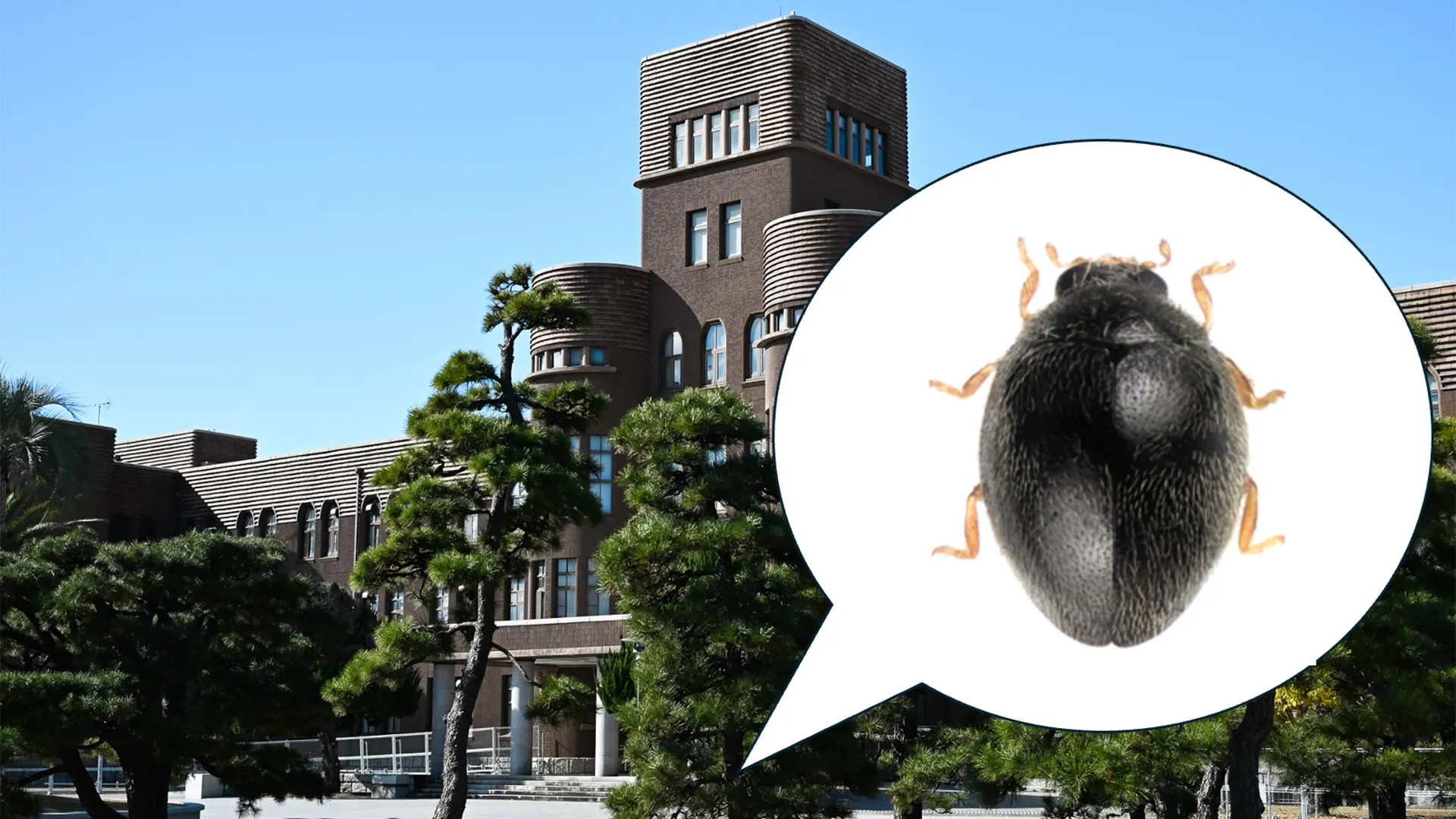 New Beetle Species Found Just Outside a Lab