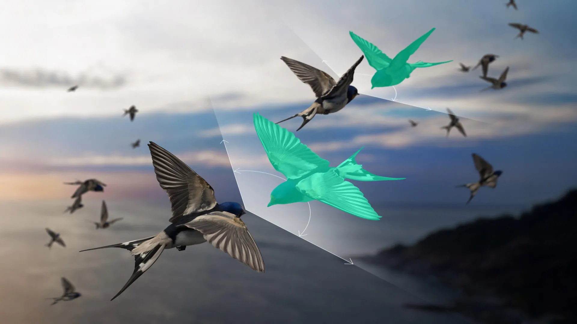 Bird Flocks vs. Newton’s Third Law
