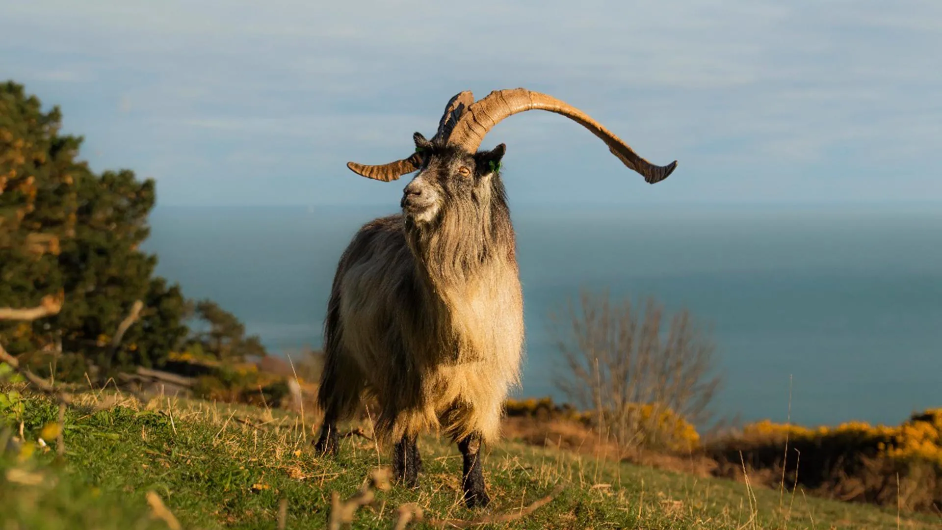 Old Irish Goat Has Survived 3,000 Years
