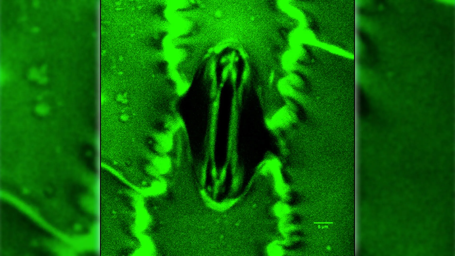 Scientists Watch Plants Breathe in Real Time