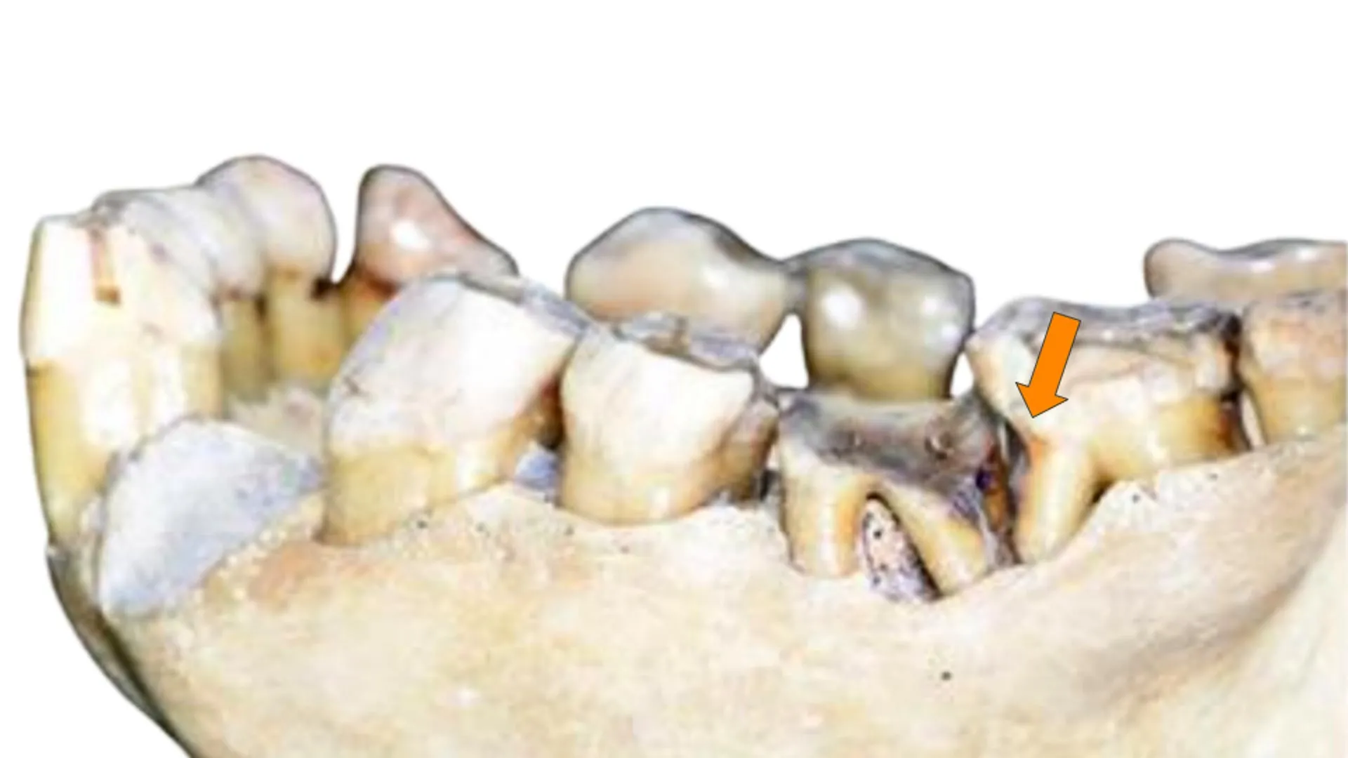 Scientists Challenge an Ancient Habit