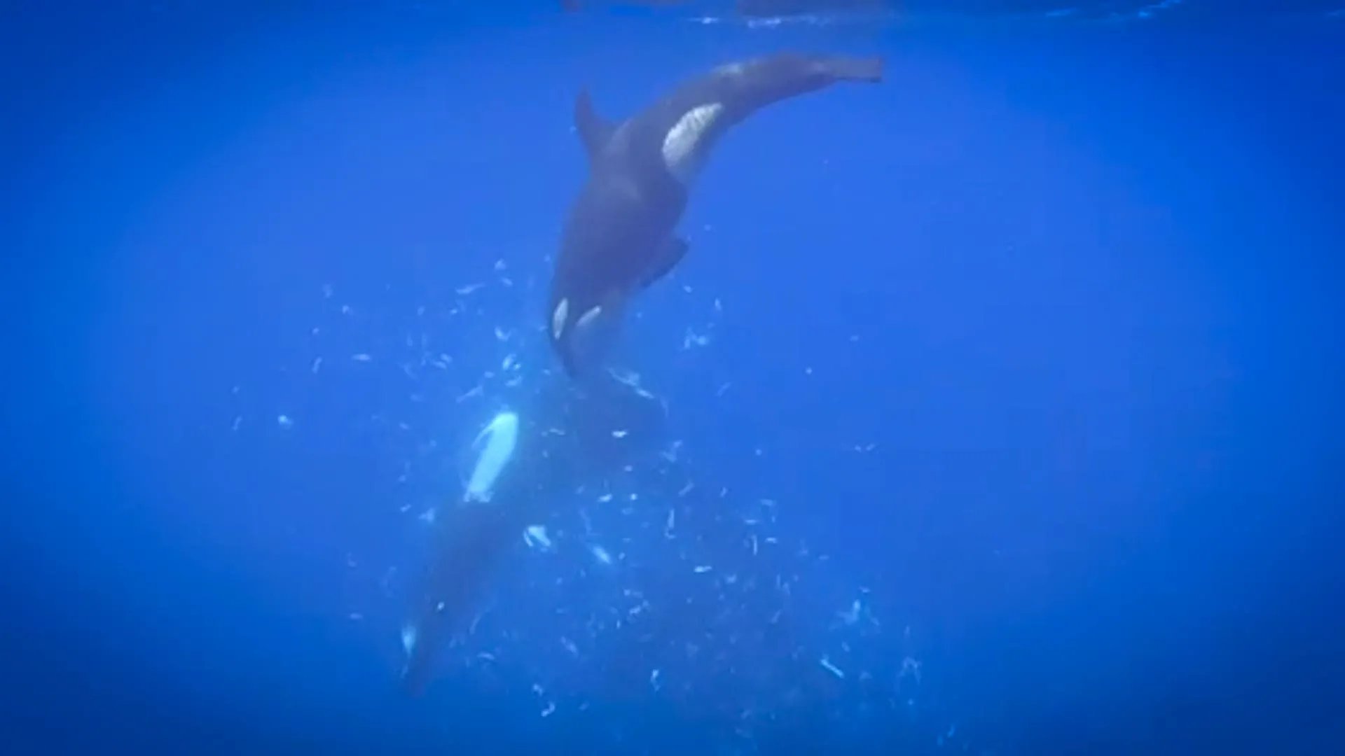 Orcas Blast Giant Sunfish Apart