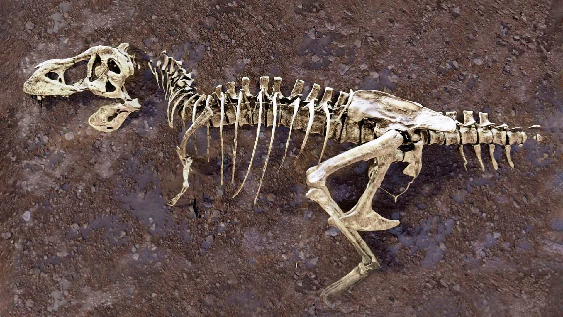 T. rex Rib Hid a 66-Million-Year Secret