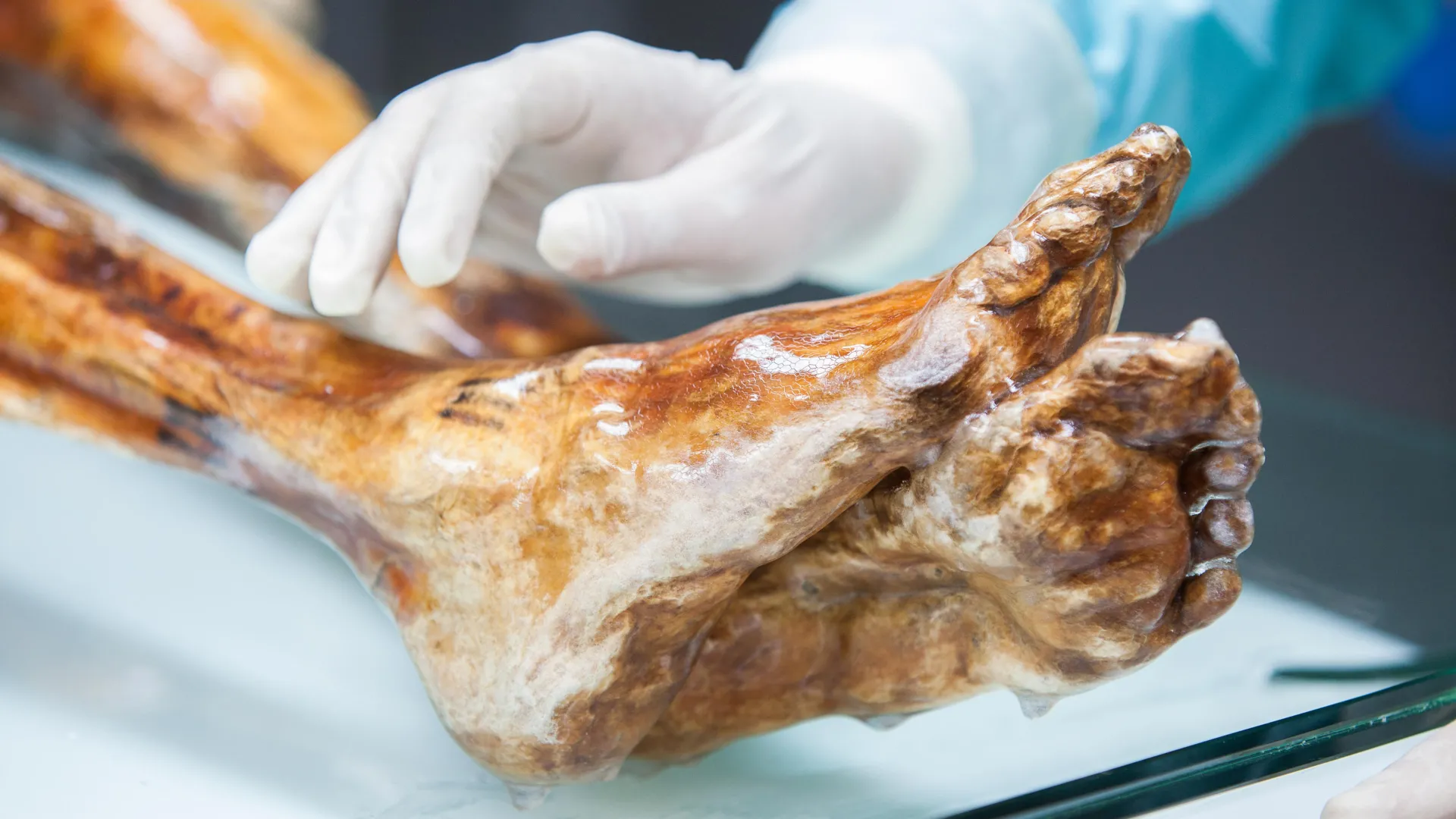 Ötzi’s 5,300-Year Microbial Legacy