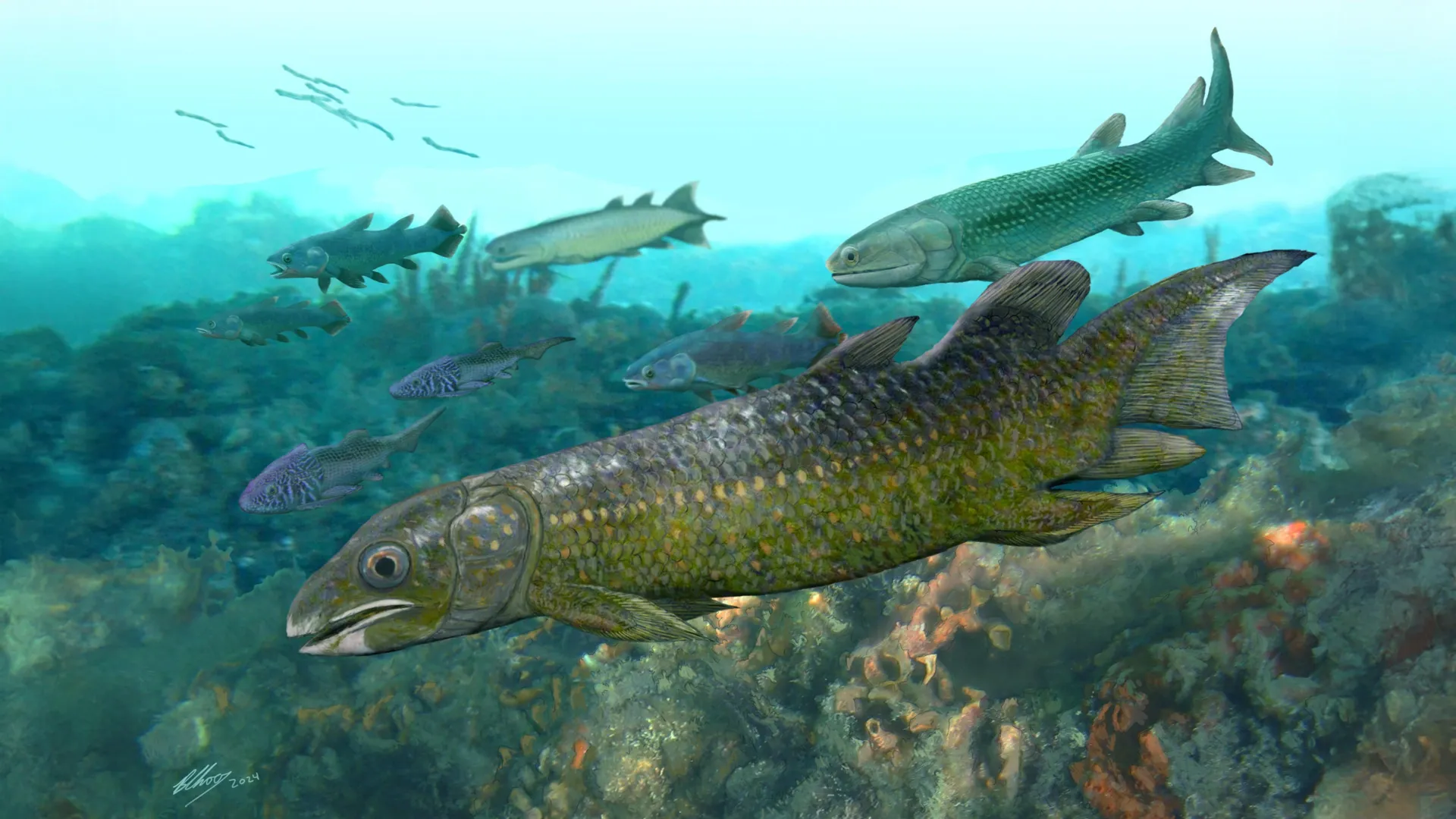 Ancient Lungfish Reveal Evolution Clues
