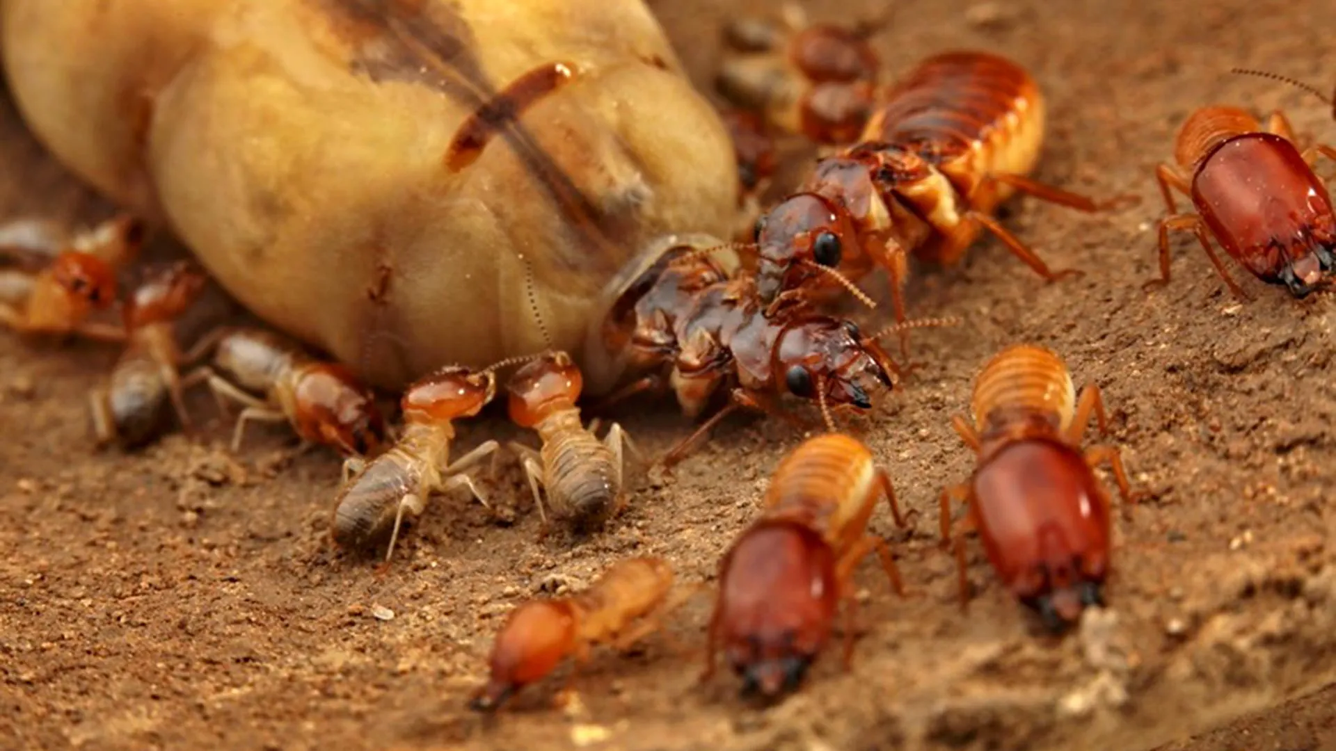 How Monogamy Built Termite Mega Societies