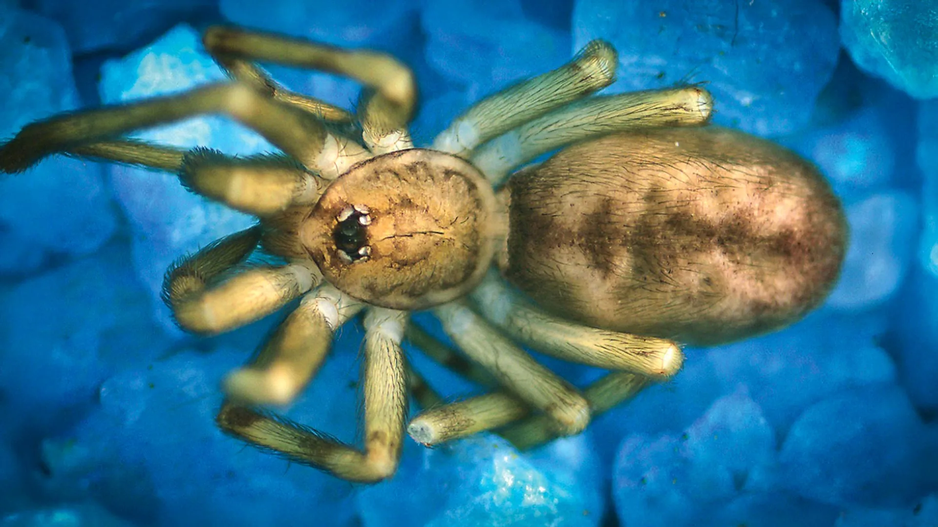 “Pink Floyd” Spider Hunts Prey 6x Its Size