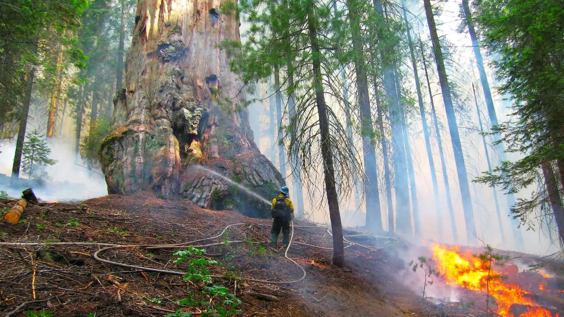 Fire Saved Thousands of Giant Sequoias