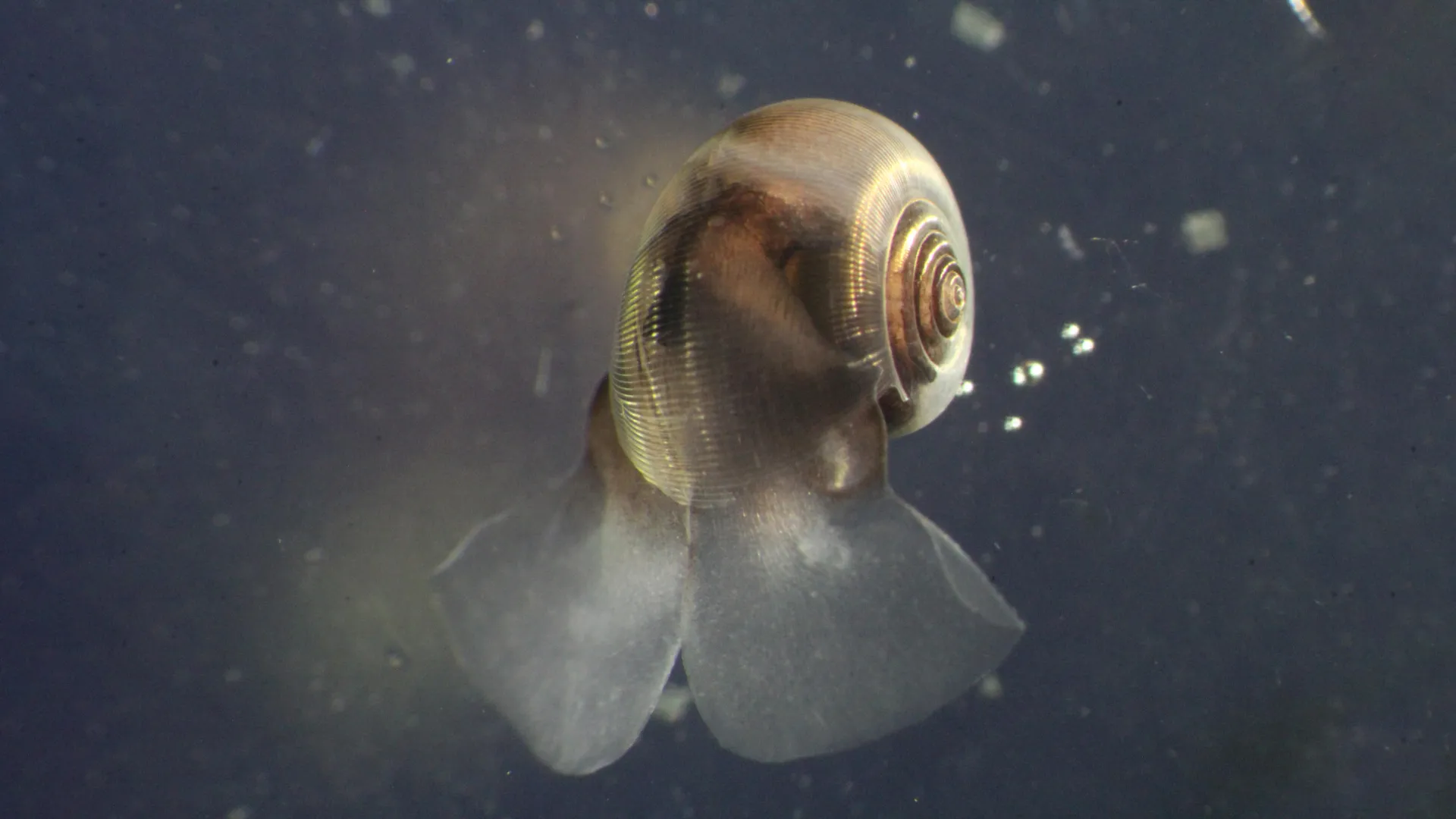 Climate Models Are Missing a Key Ocean Player