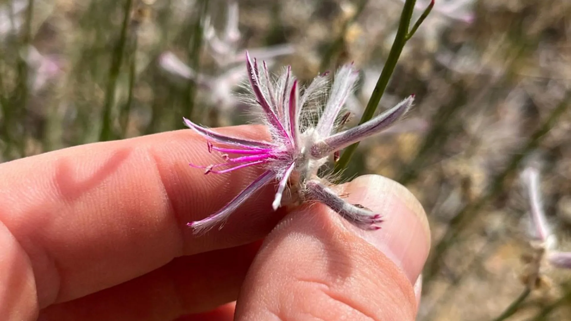 “Extinct” Plant Found Alive