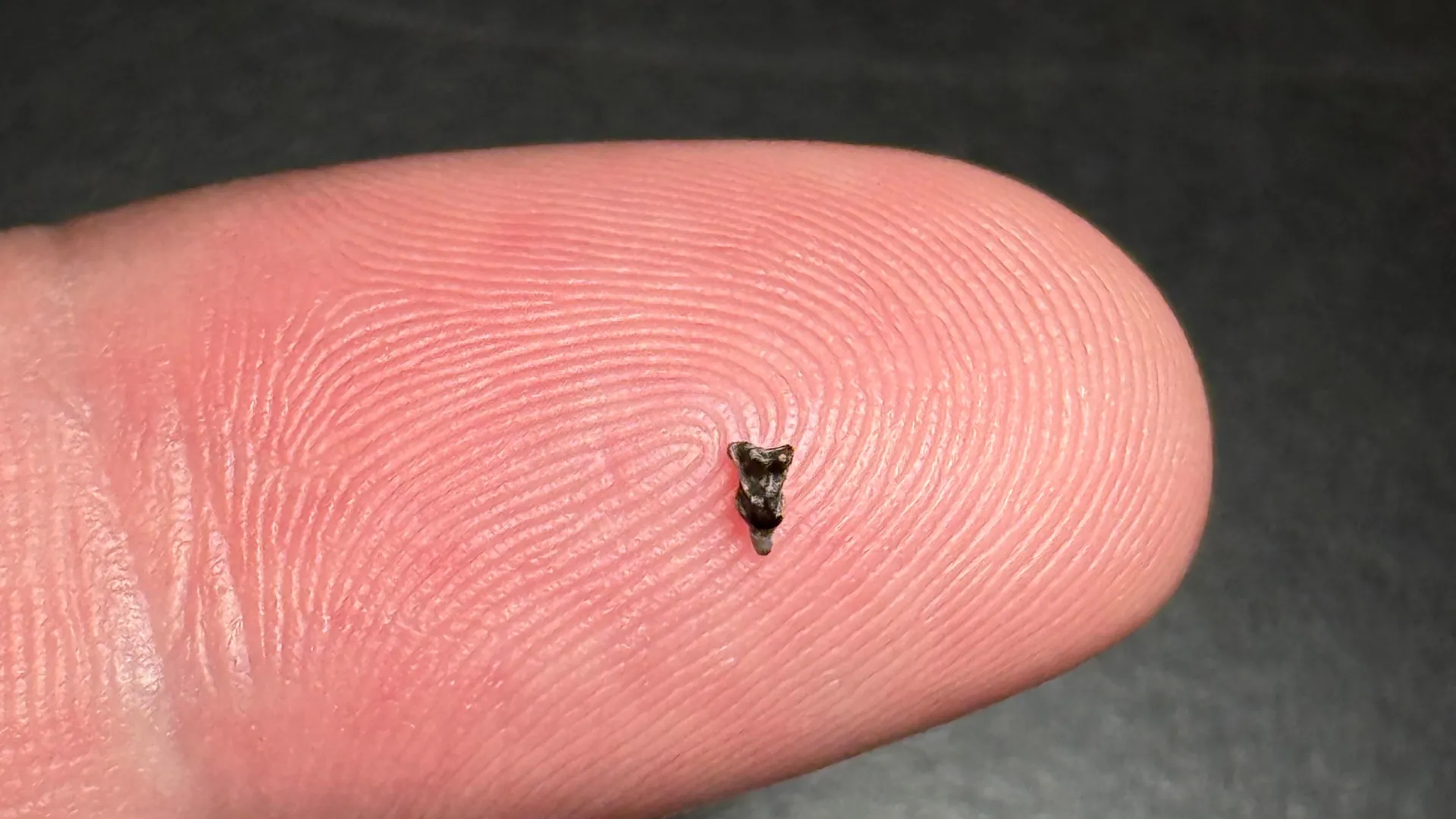 Tiny Fossils Rewrite Primate Origins