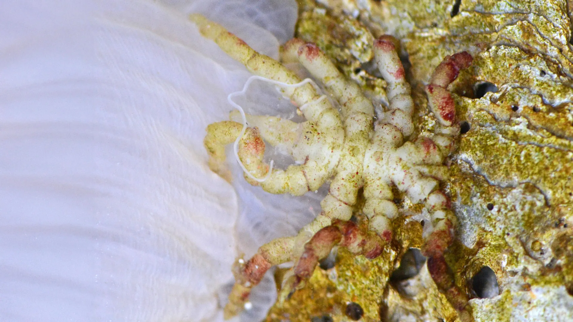 Sea Spider Genome Solves an Evolutionary Riddle