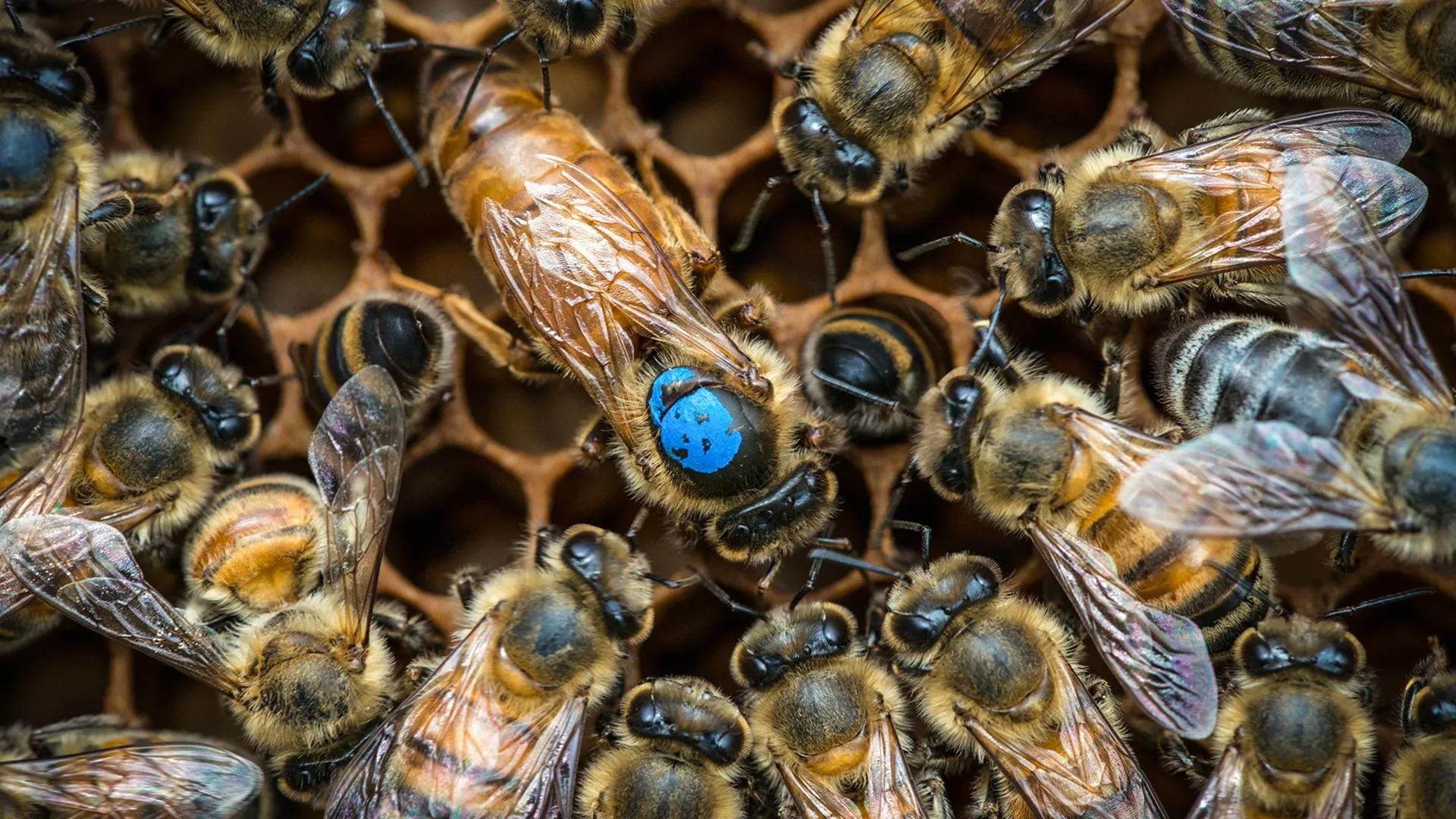 The Brain Switch That Assigns Bee Jobs