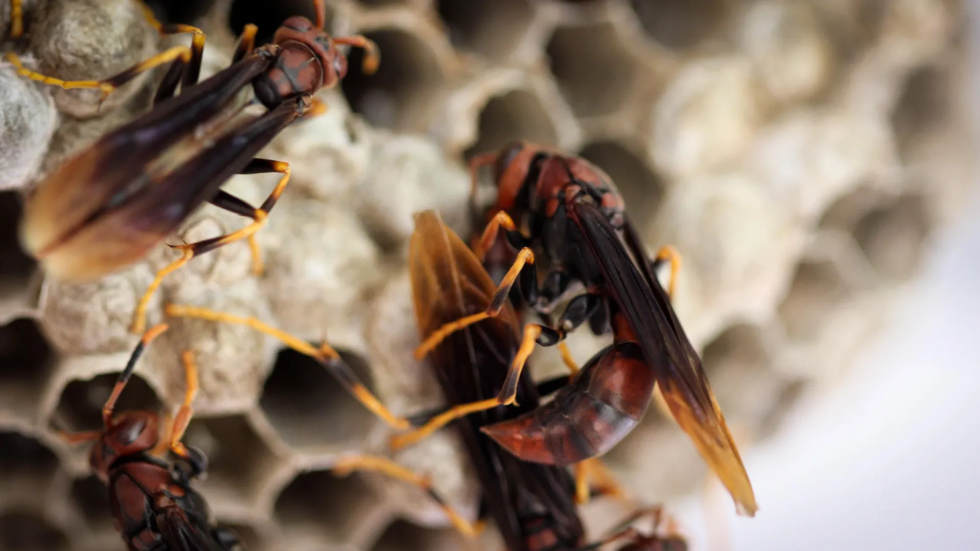 Wasp Colonies Erupt After Queen Dies