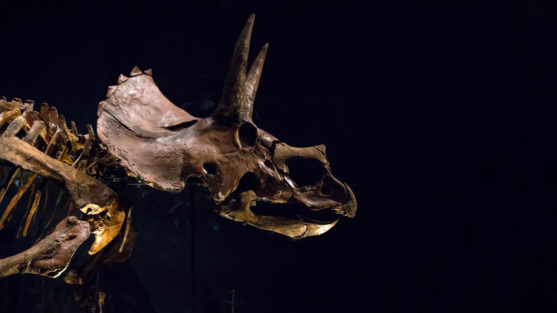 Why Triceratops Had a Giant Nose