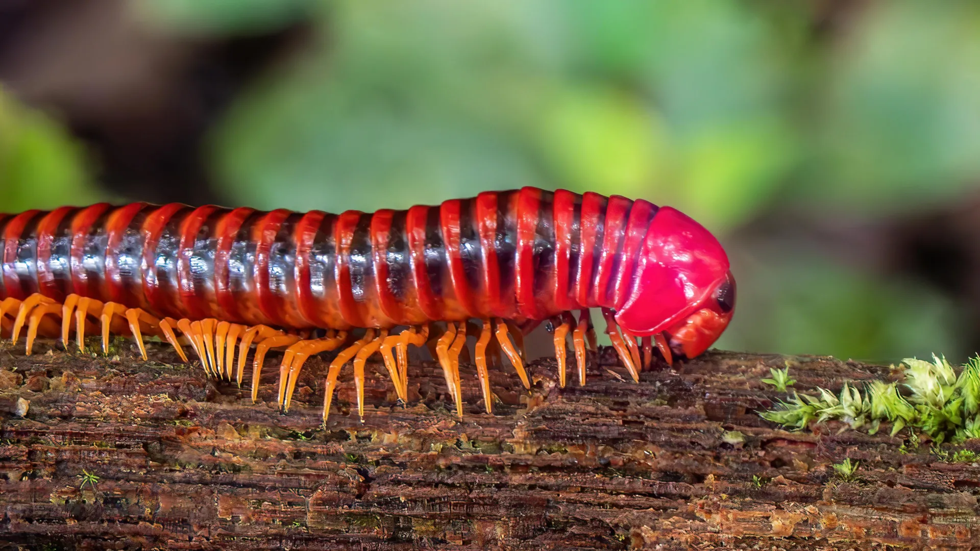 Millipedes Beat Vertebrates to Land